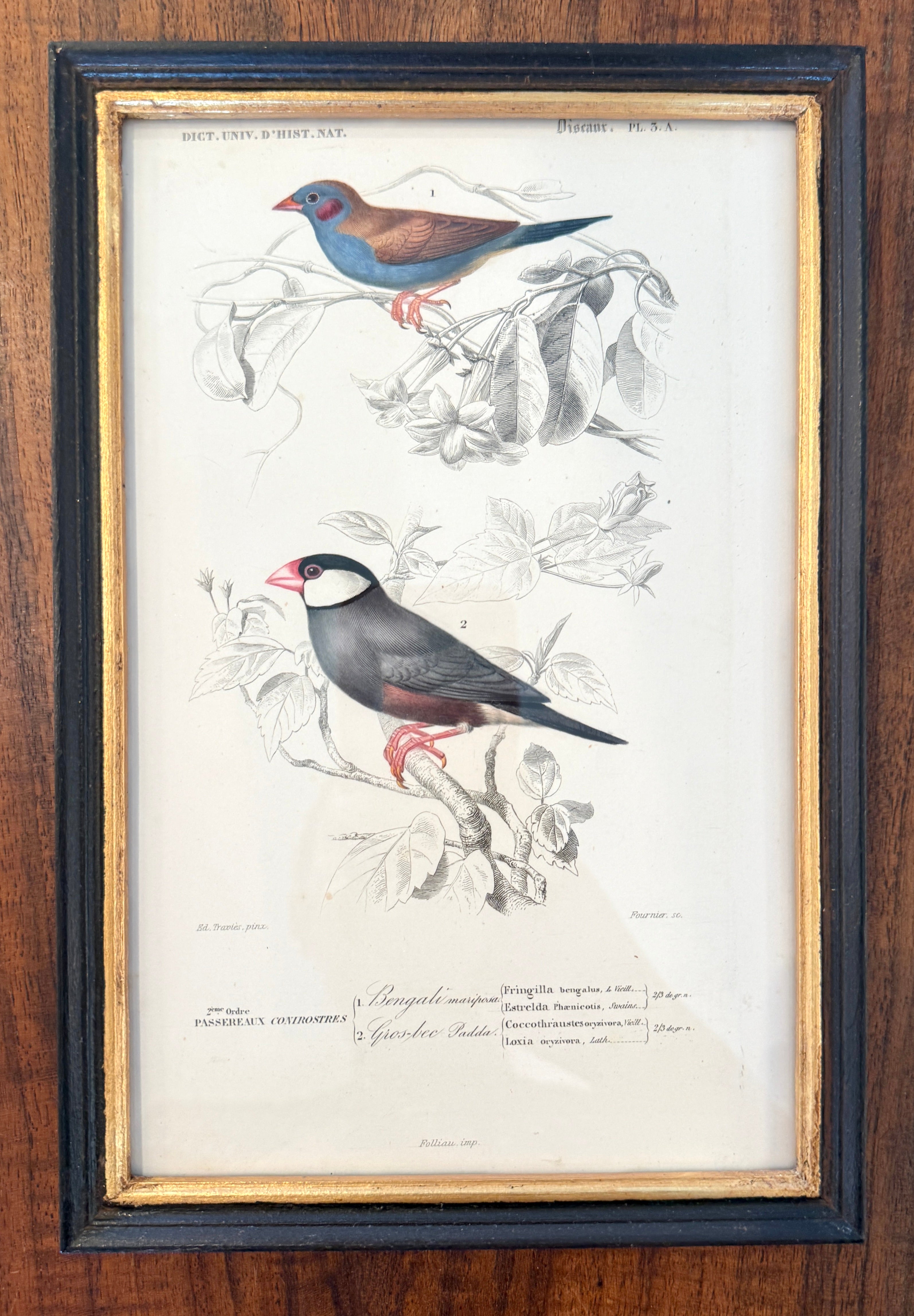 Antique French Botanical Print Original Hand-Enhanced Engraving