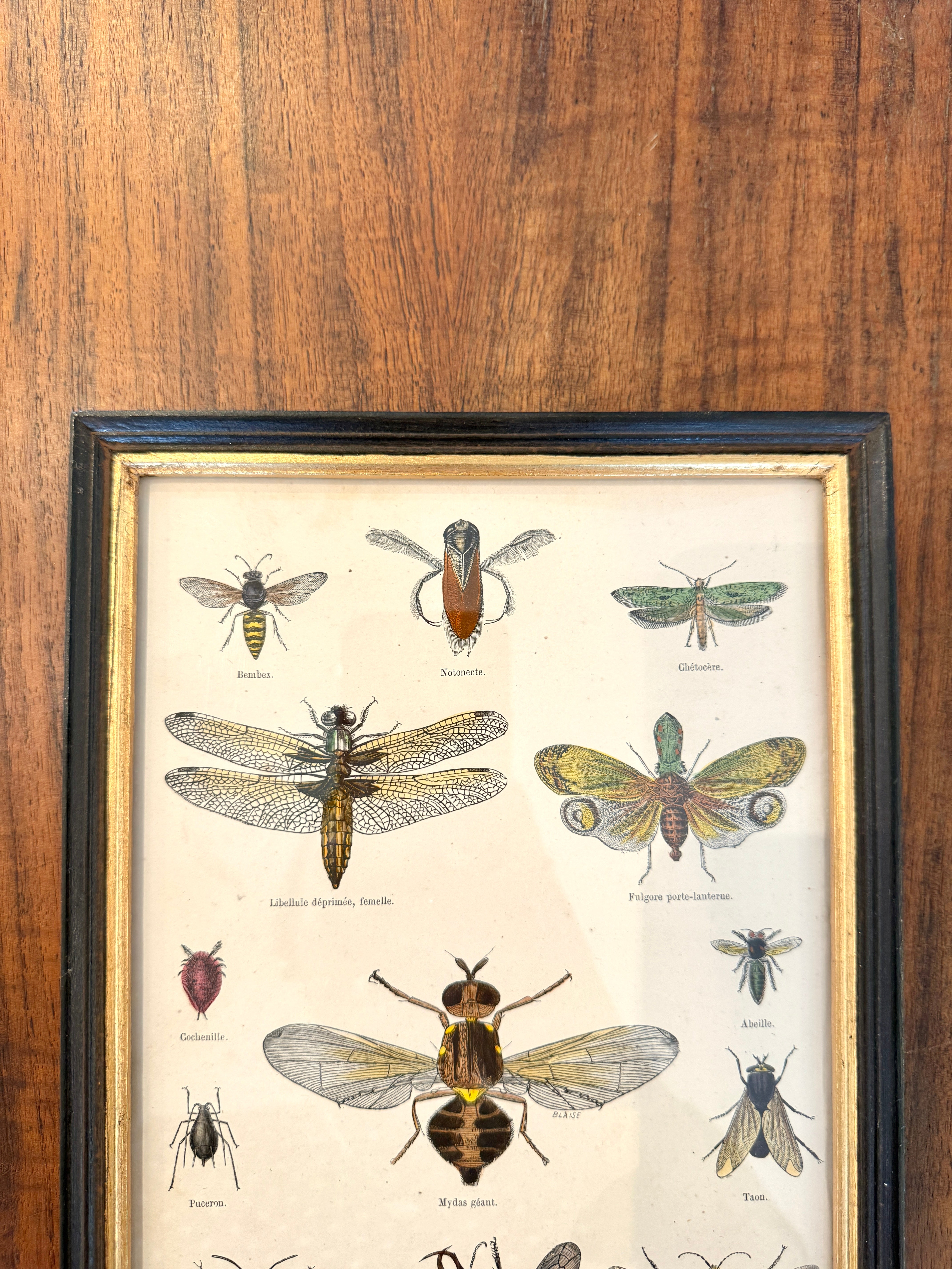 Antique French Botanical Print Original Hand-Enhanced Engraving