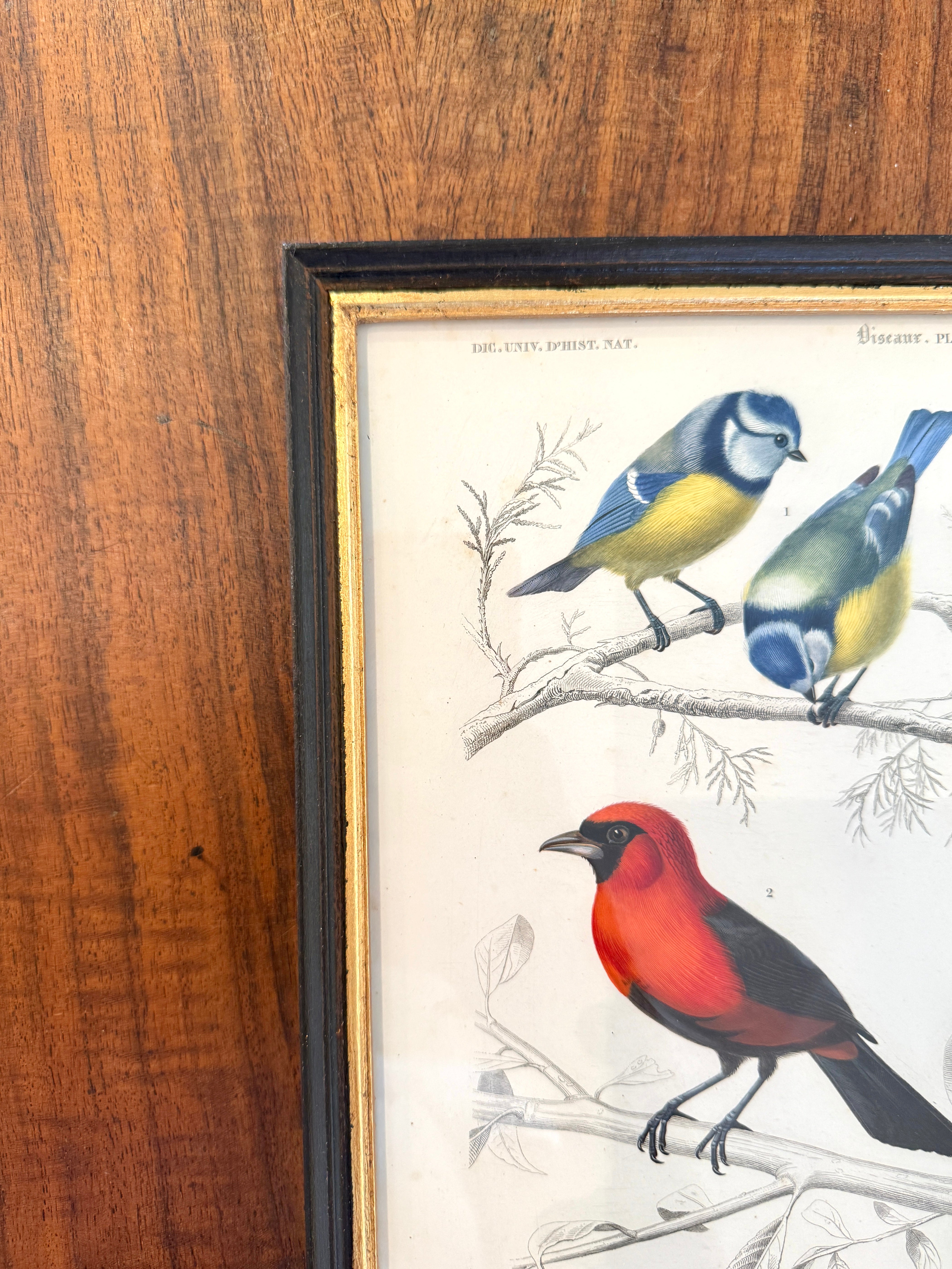 Antique French Botanical Print Original Hand-Enhanced Engraving
