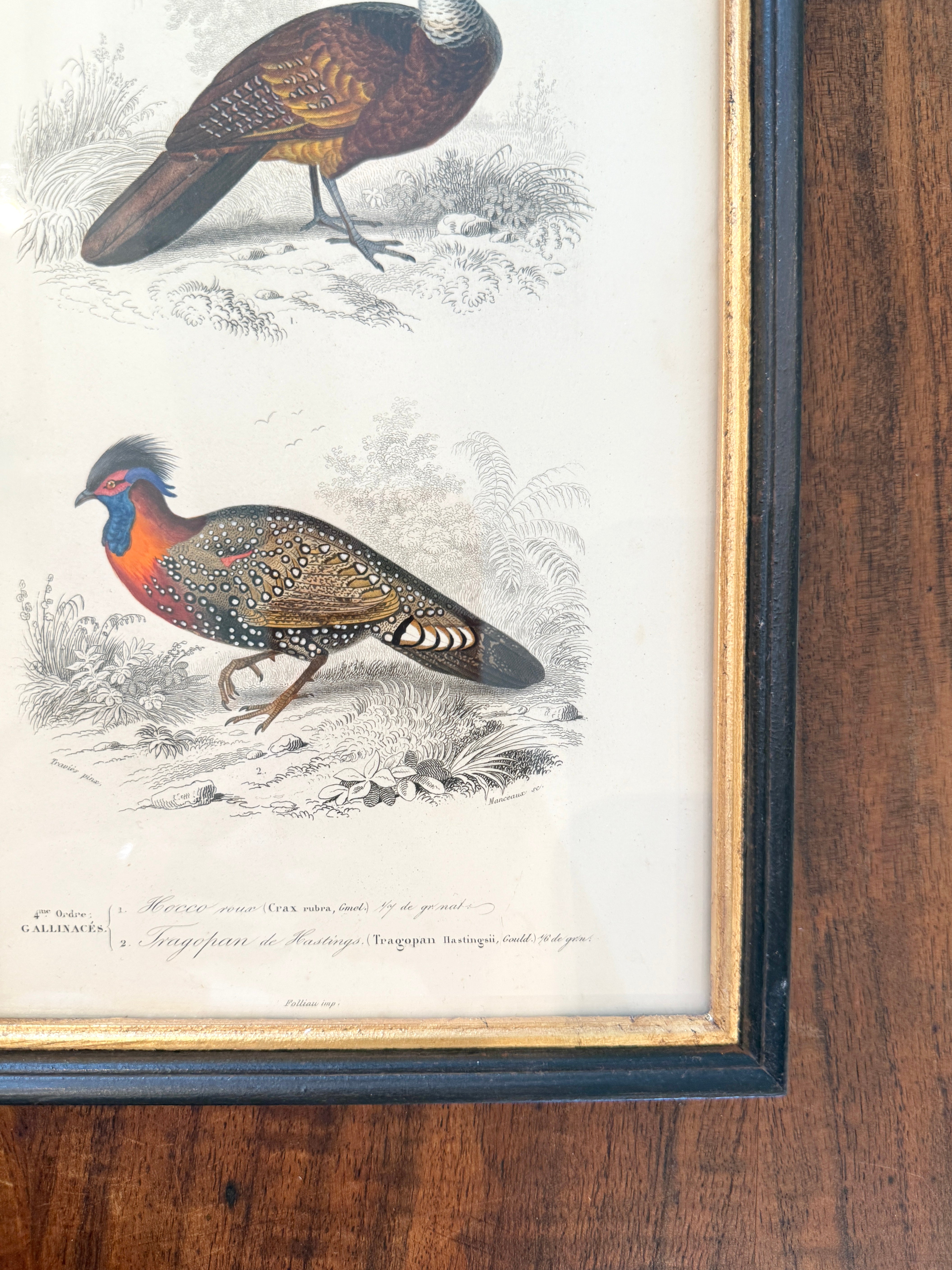 Antique French Botanical Print Original Hand-Enhanced Engraving