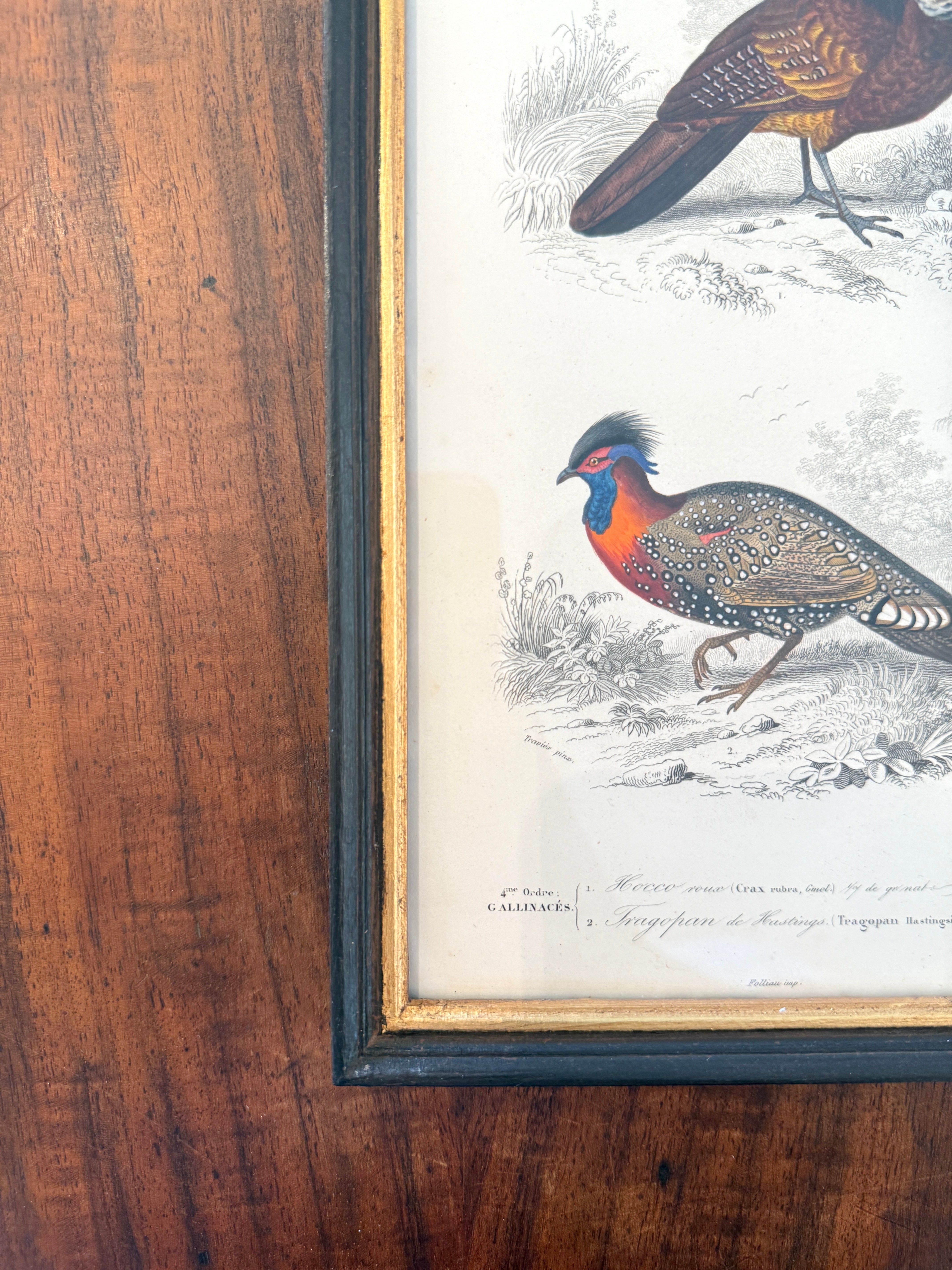 Antique French Botanical Print Original Hand-Enhanced Engraving