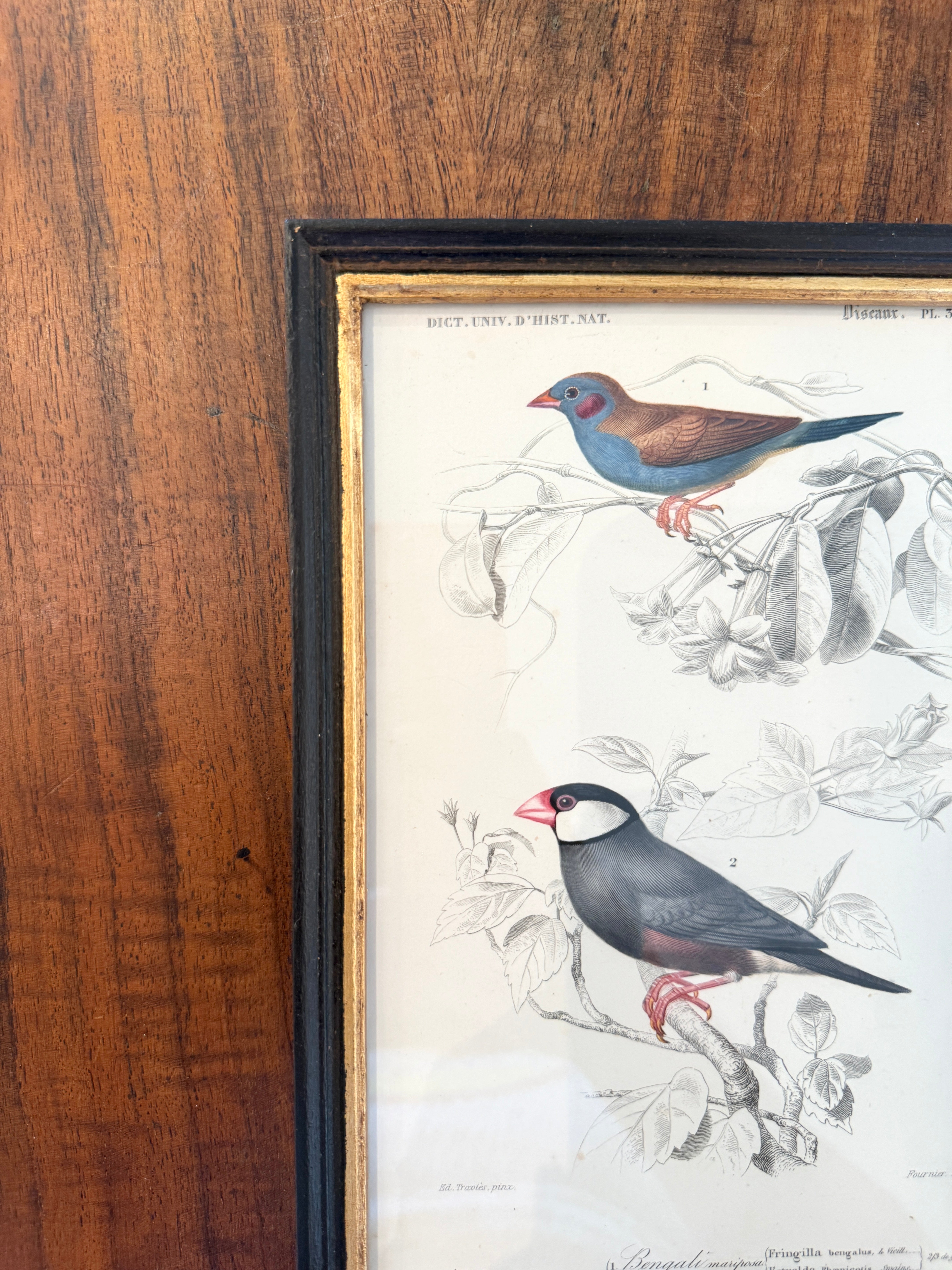 Antique French Botanical Print Original Hand-Enhanced Engraving