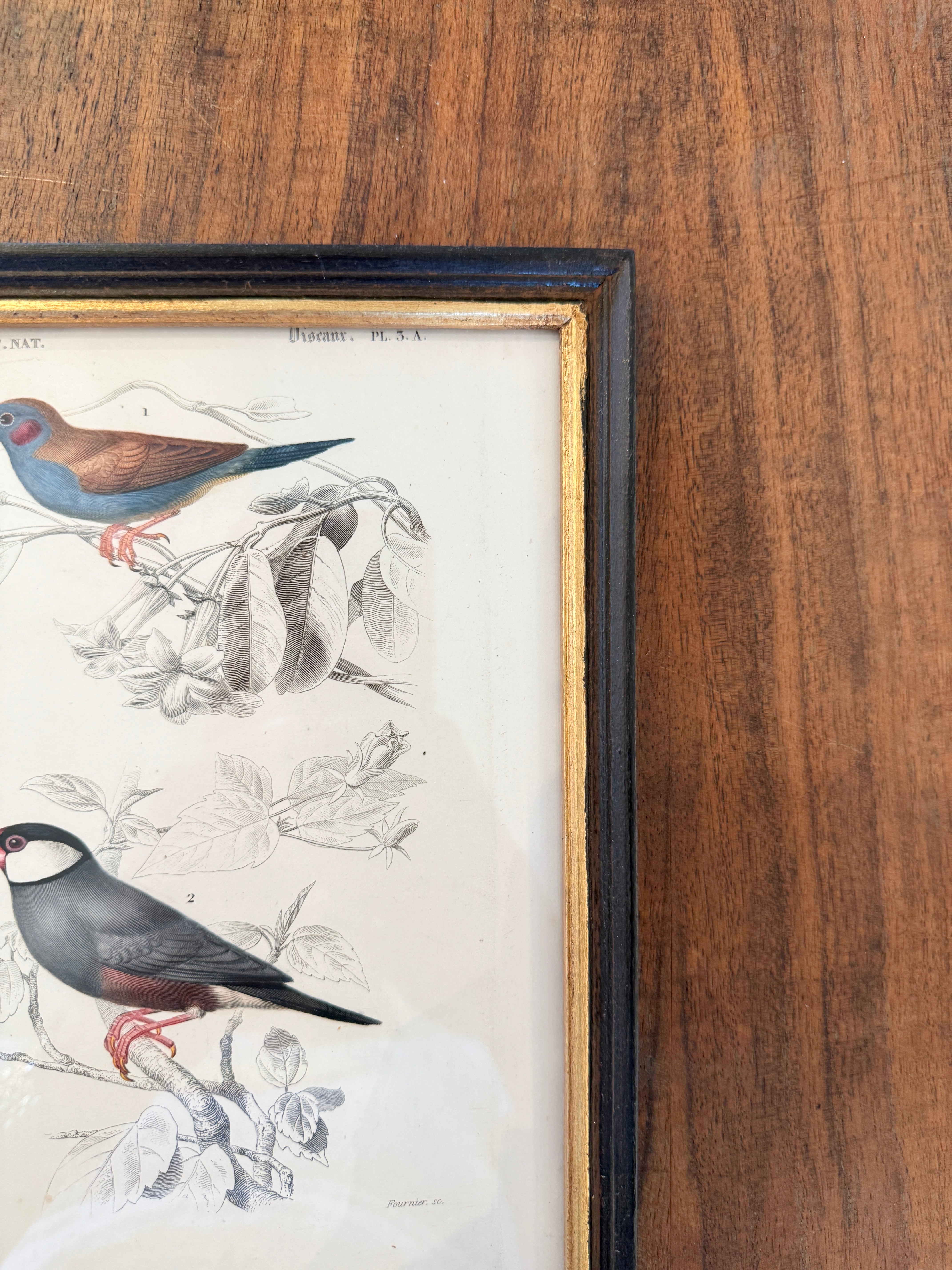 Antique French Botanical Print Original Hand-Enhanced Engraving