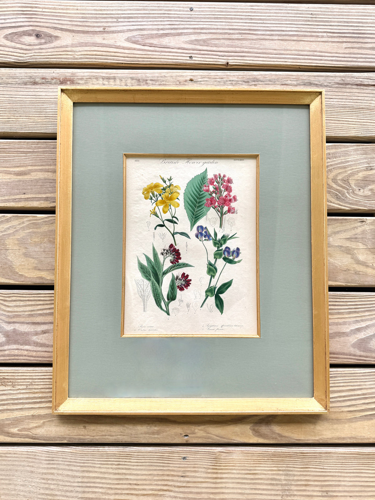 Antique French Hand-Colored Botanical Print "British Flower garden"