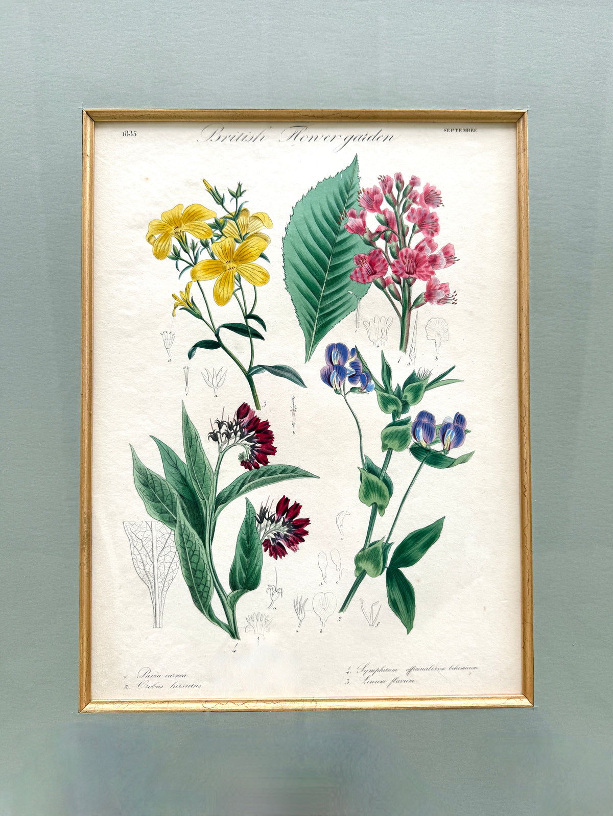 Antique French Hand-Colored Botanical Print "British Flower garden"