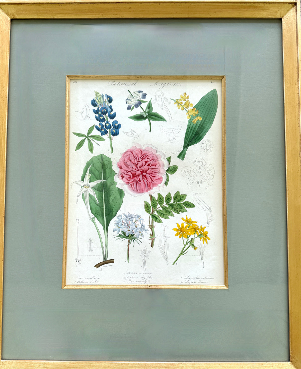 Antique French Hand-Colored Botanical Print "Botanical Magazine"