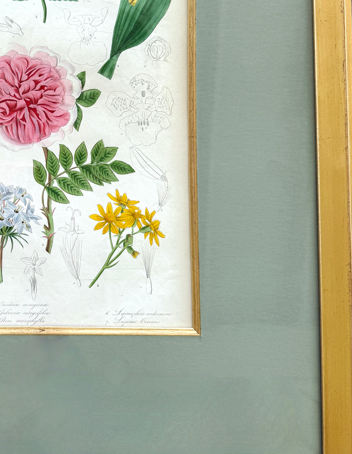 Antique French Hand-Colored Botanical Print "Botanical Magazine"