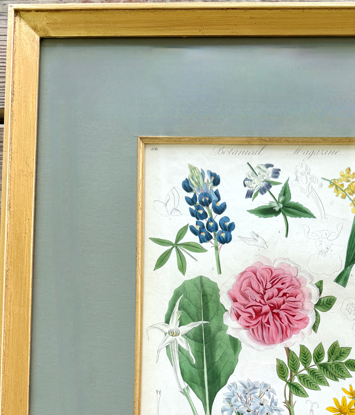 Antique French Hand-Colored Botanical Print "Botanical Magazine"
