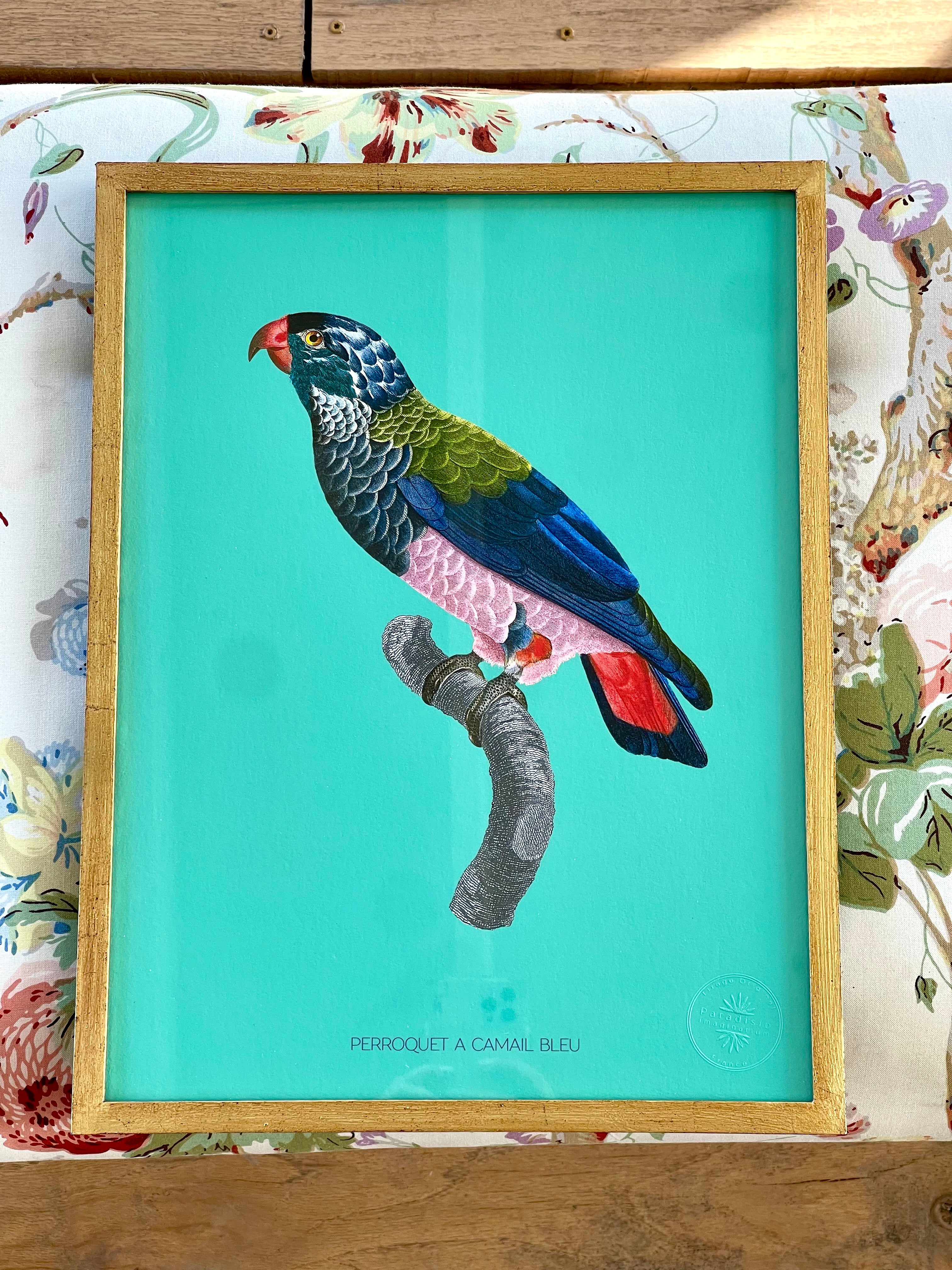 French Design Blue-Hooked Parrot Illustration