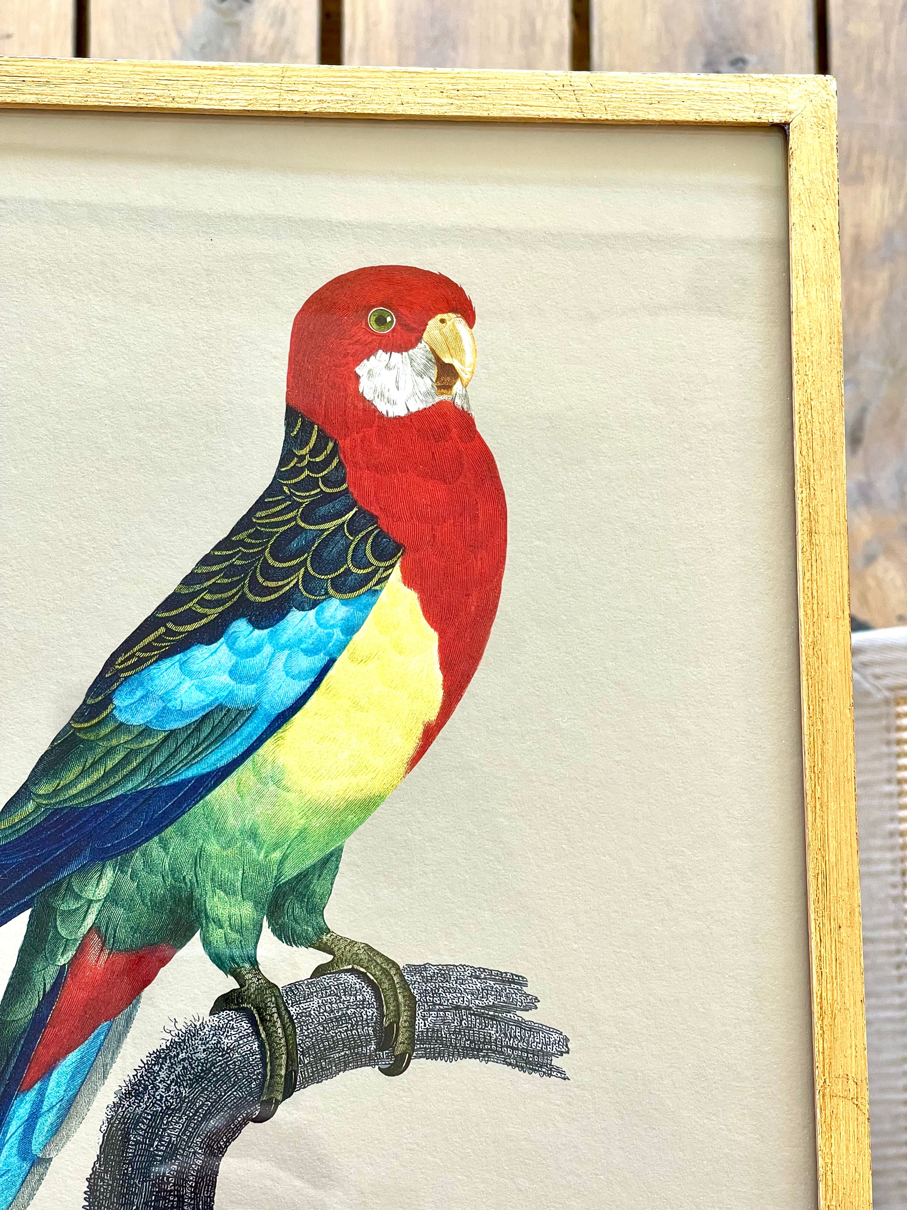 French Design Colorful Parakeet Drawing