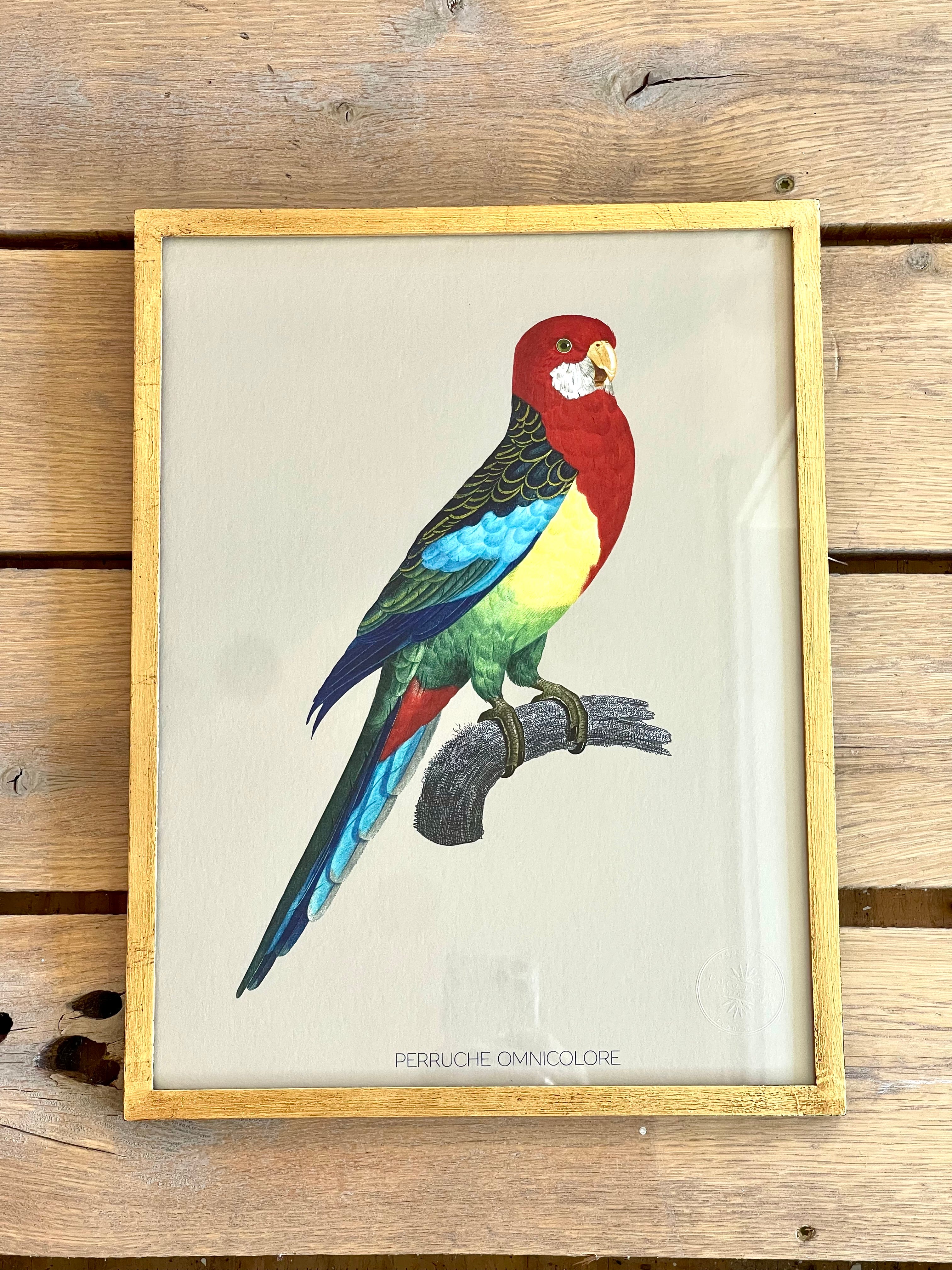 French Design Colorful Parakeet Drawing