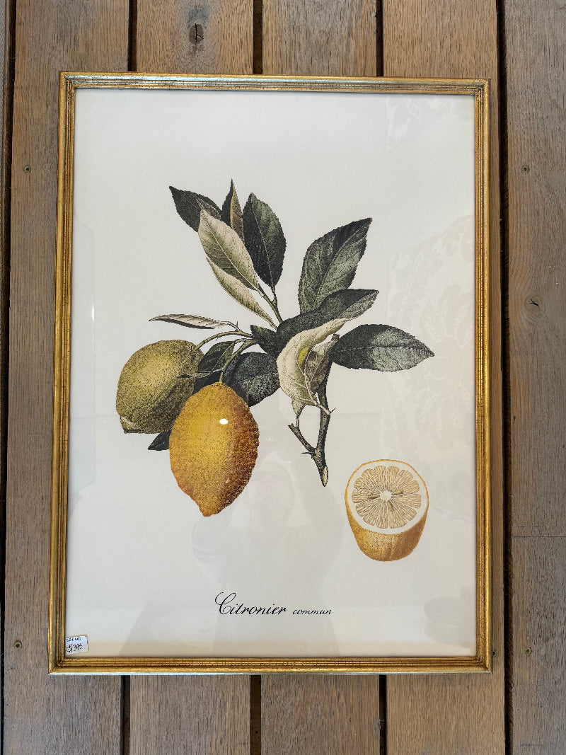 Danish Botanical Print, Citronier Commun