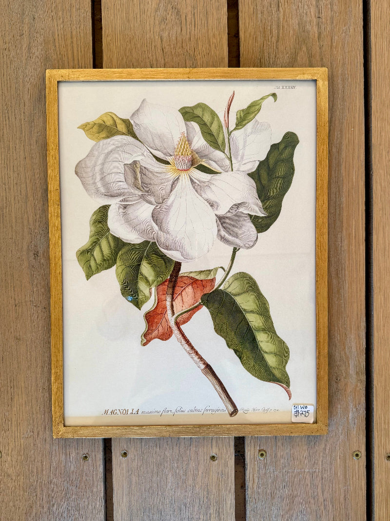 Danish Botanical Print, Magnolia