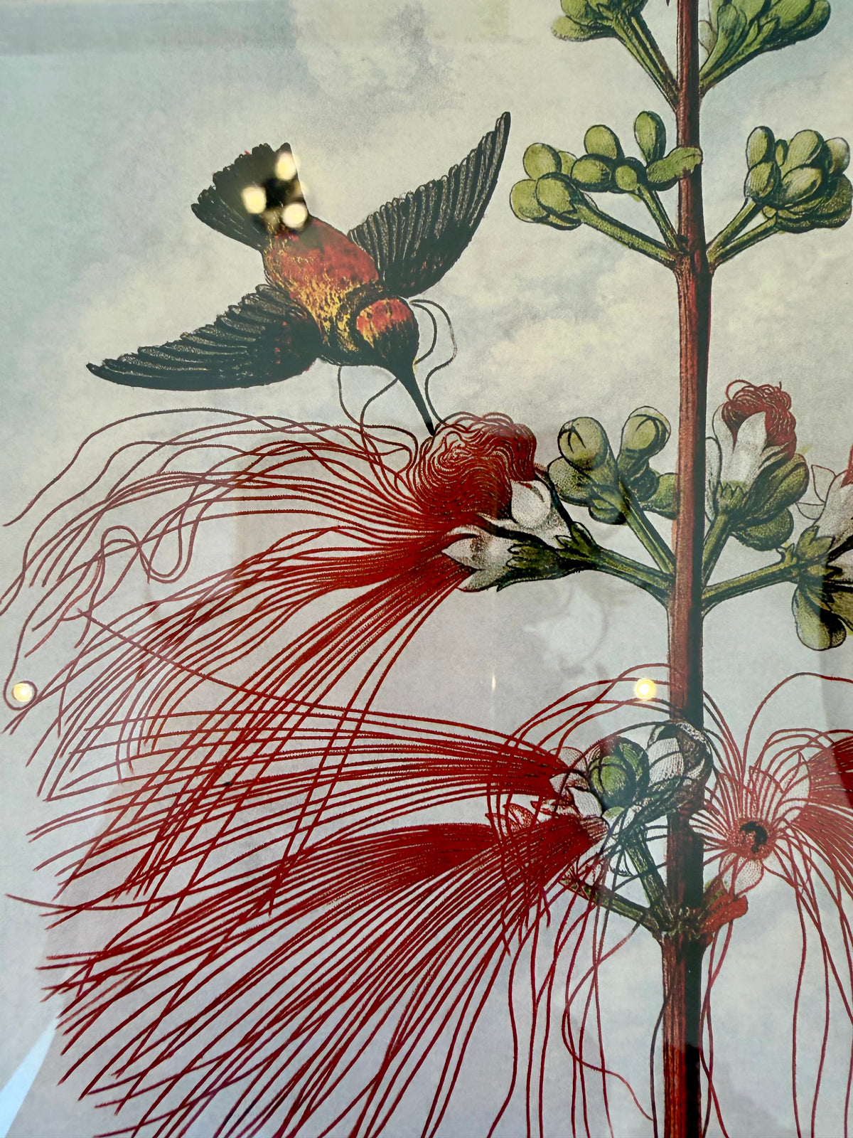 Danish Botanical Print