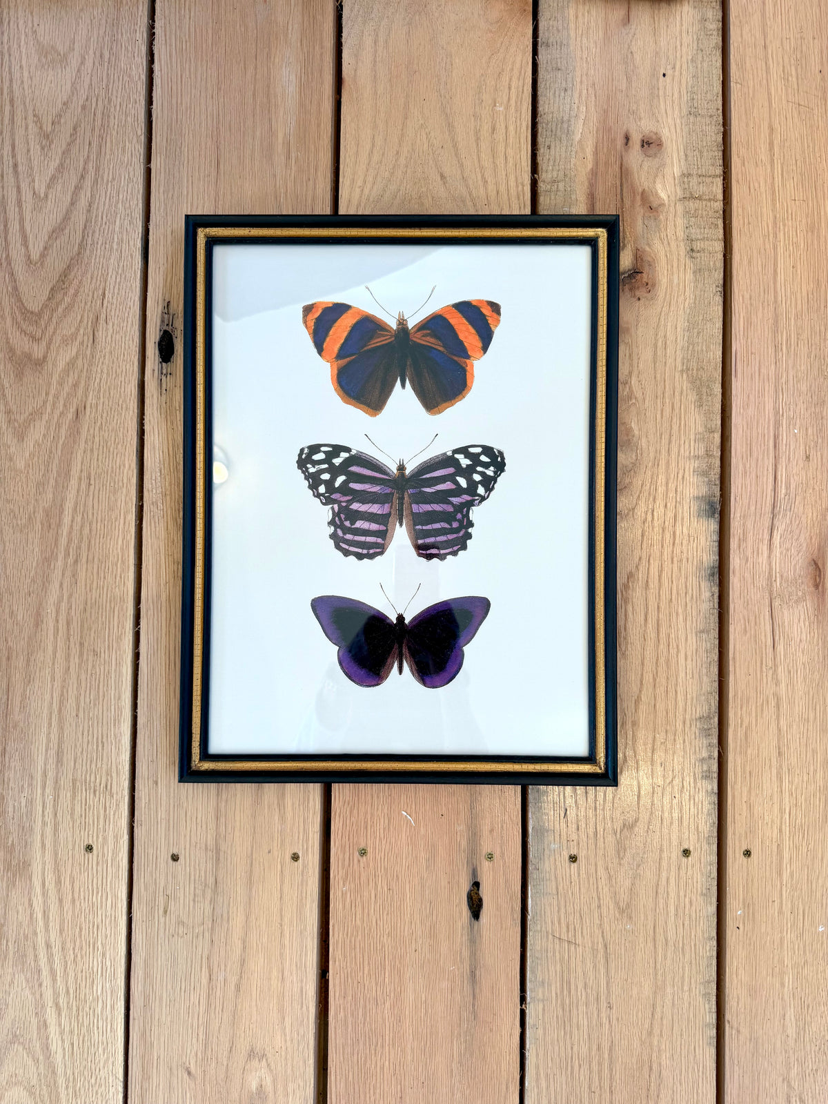 Danish Botanical Print, Butterflies