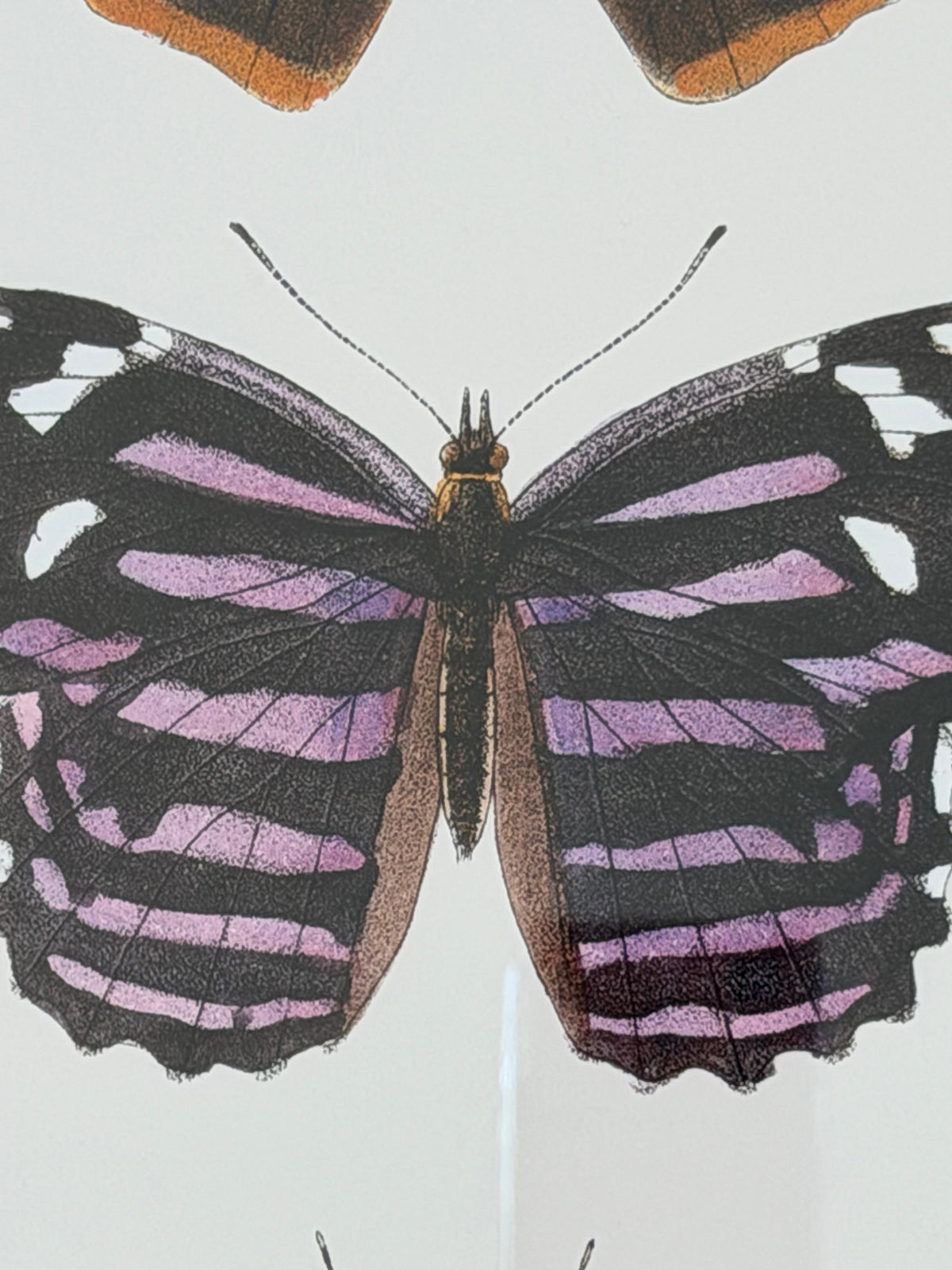 Danish Botanical Print, Butterflies