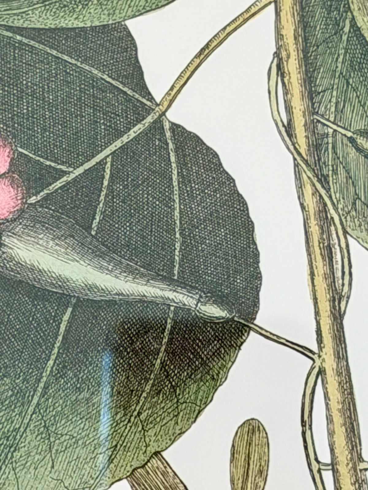 Danish Botanical Print