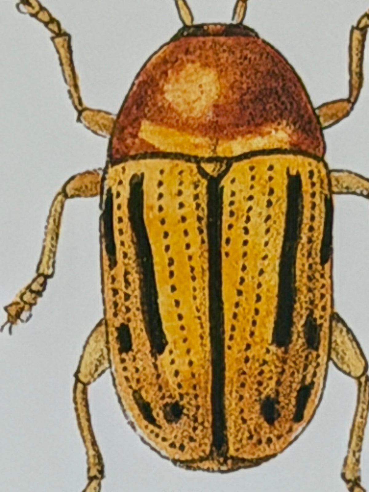 Danish Botanical Print, Beetles