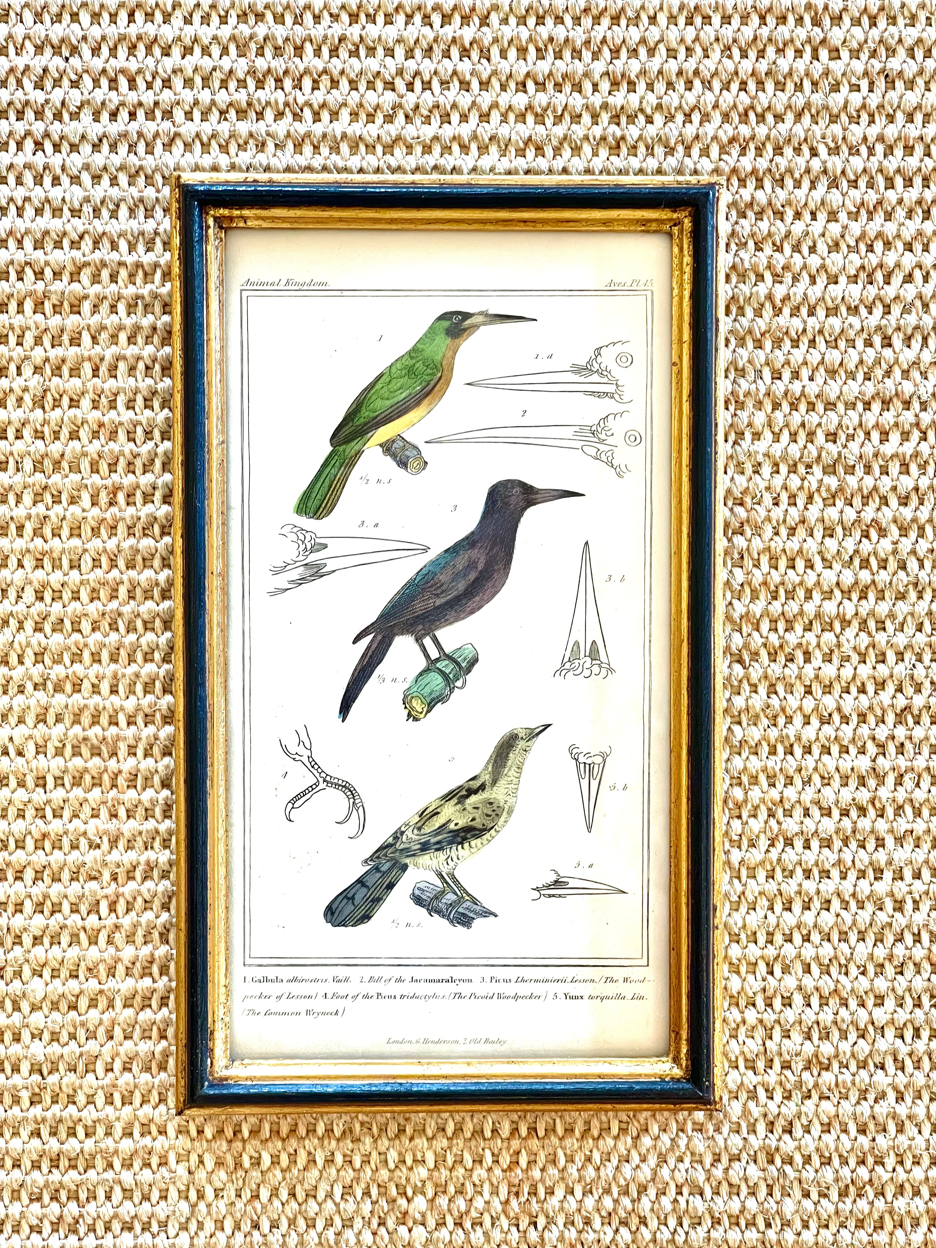 Illustrated Ornithological Print, Woodpeckers