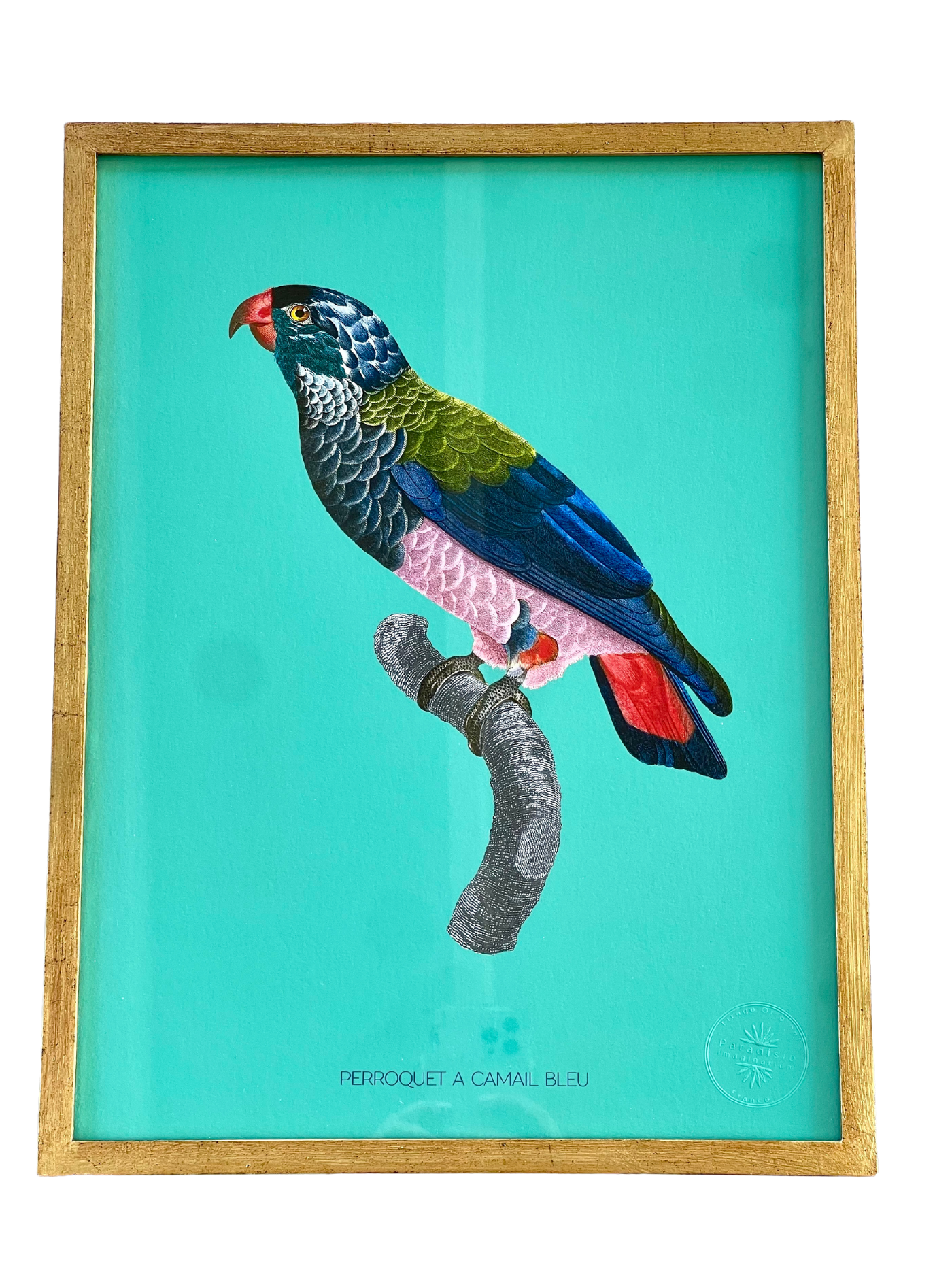 French Design Blue-Hooked Parrot Illustration