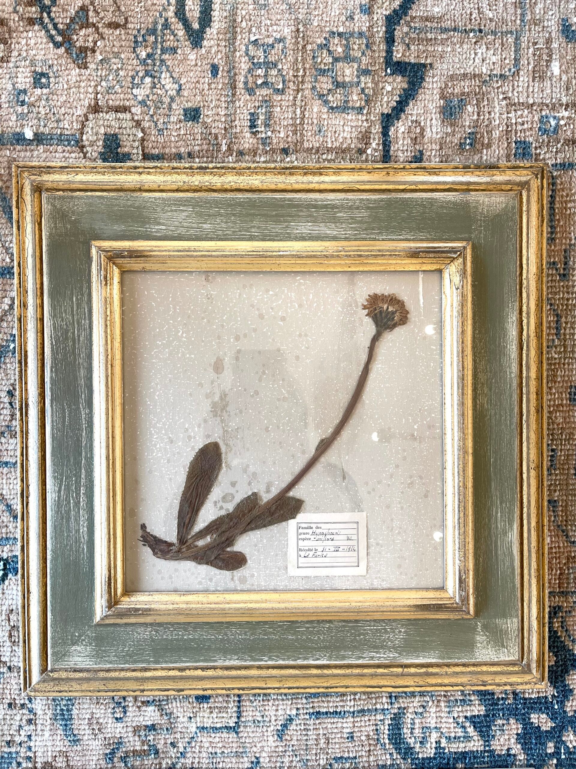 279WDBotanical1of6_1