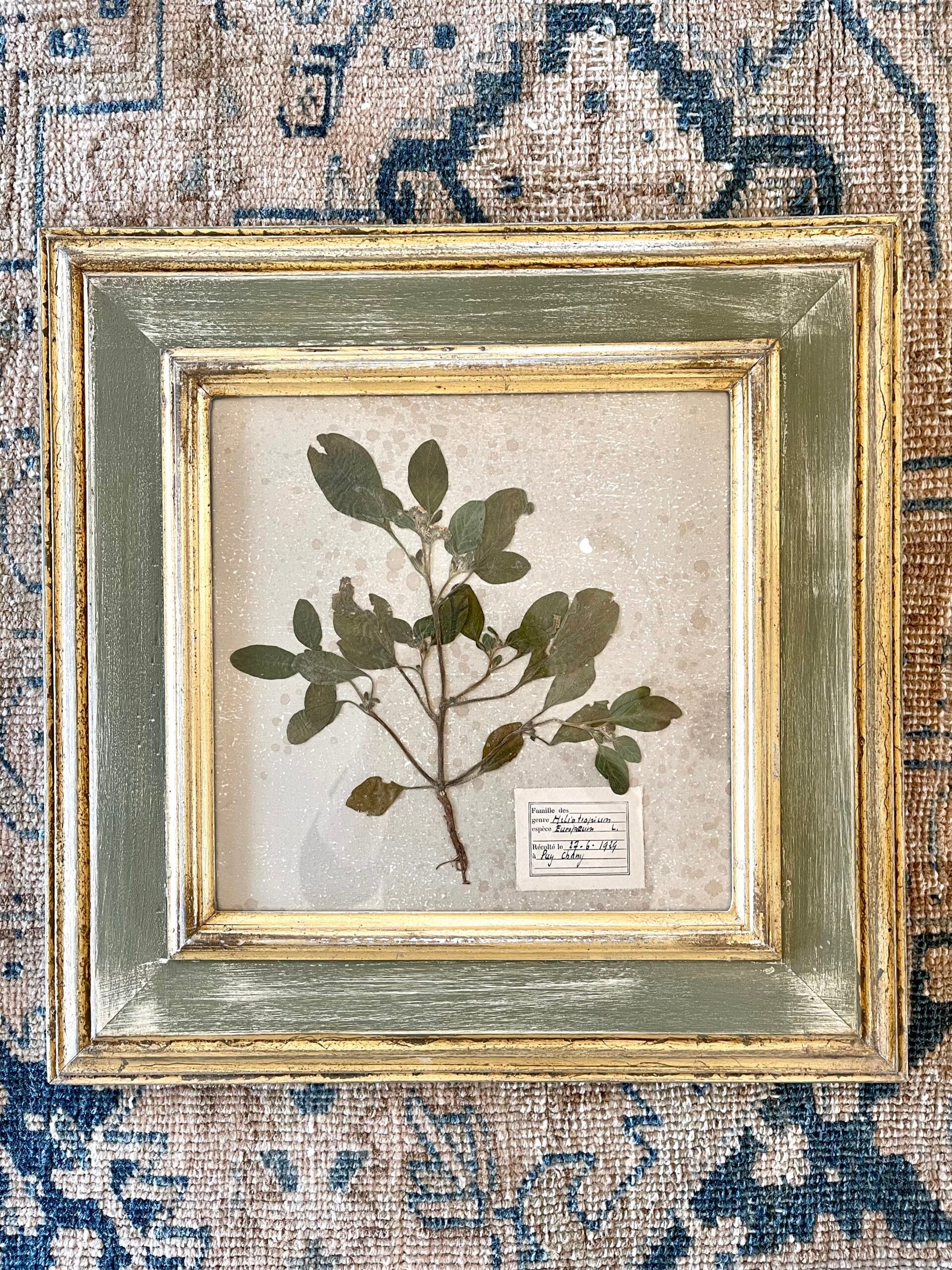 286WDBotanical2of6_2