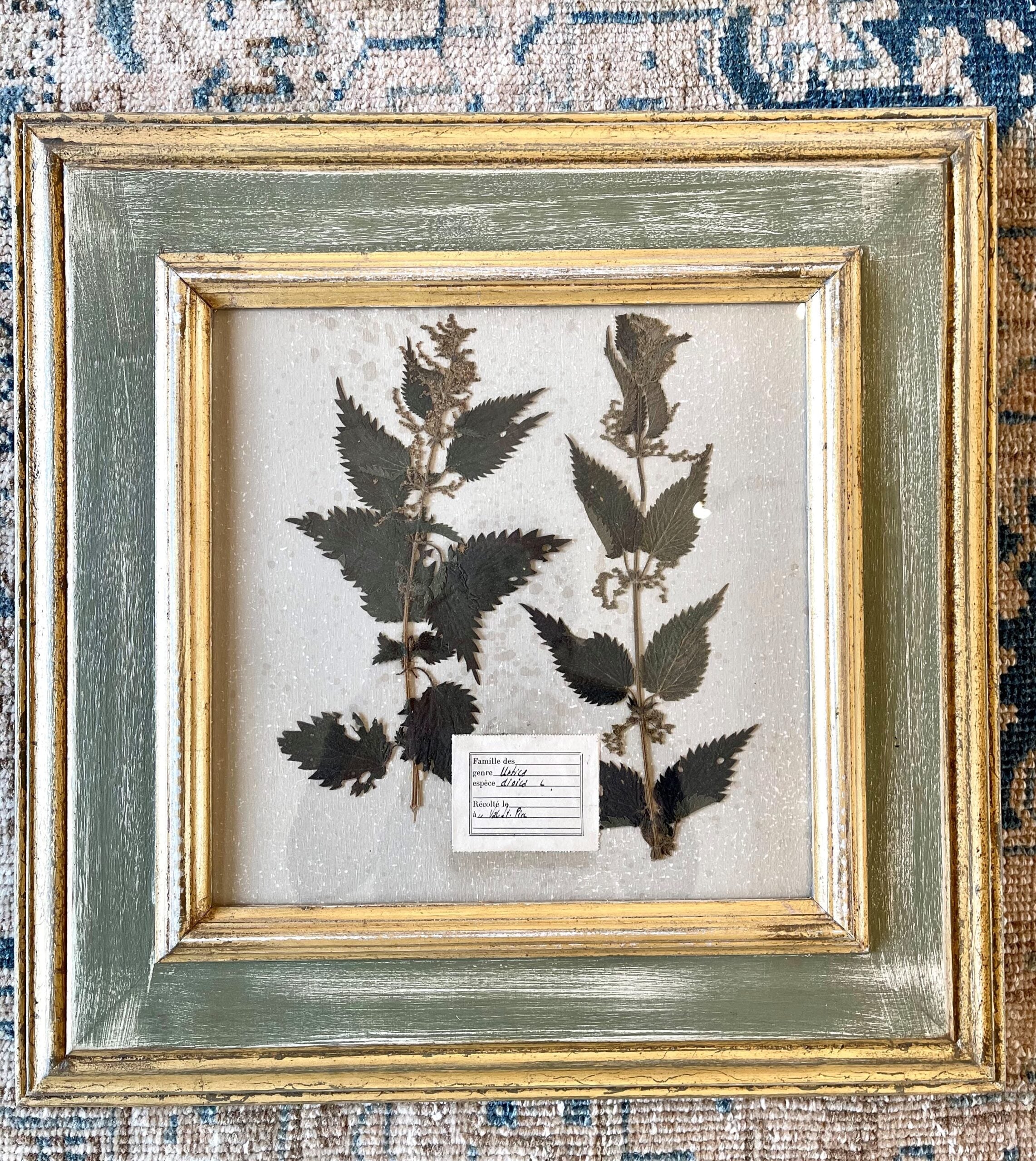 287WDBotanical3of6_3