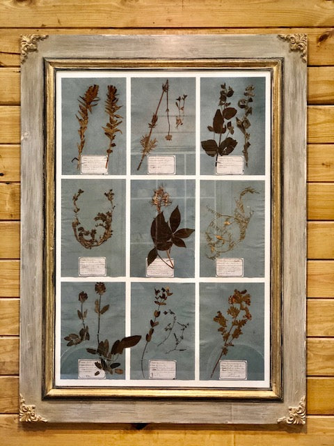 Framed Pressed Flowers2