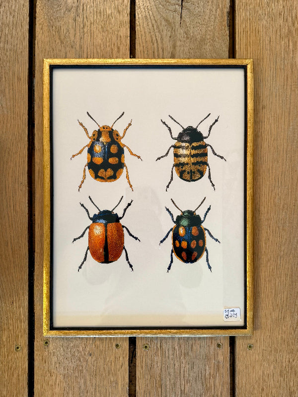 Danish Botanical Print, Insectum