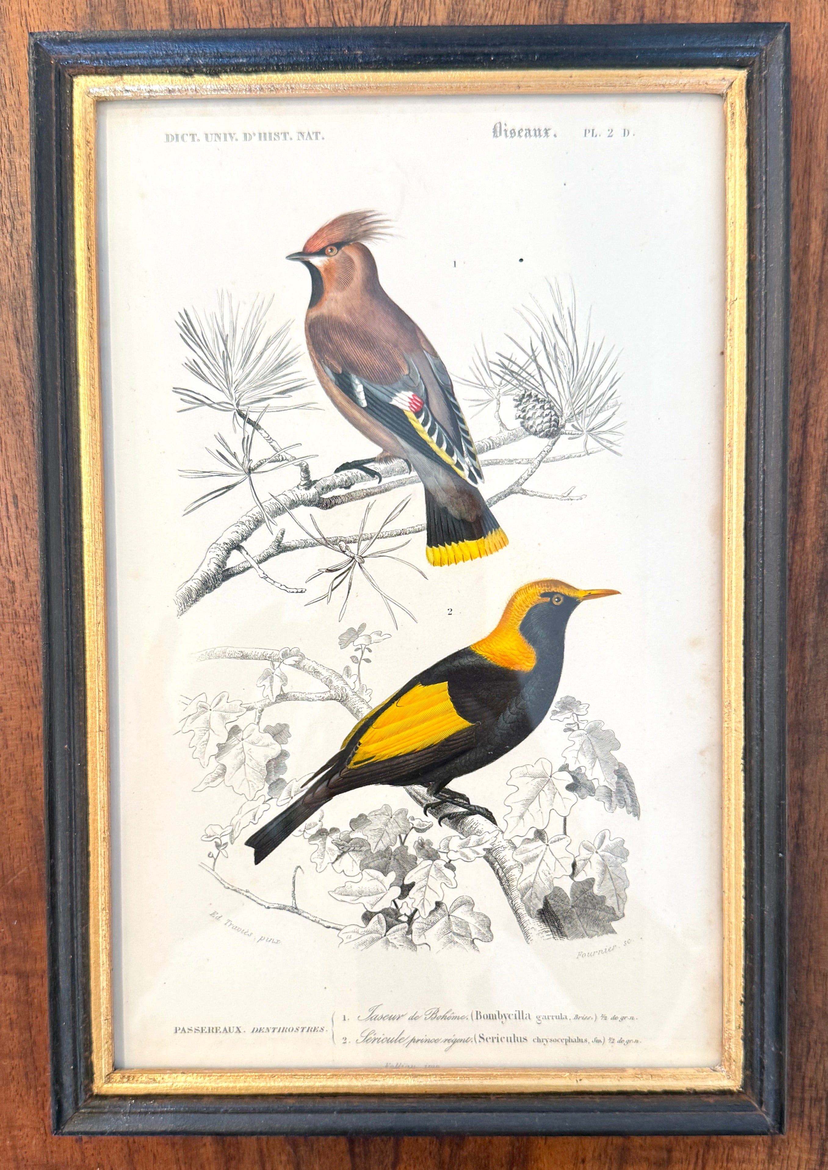 Antique French Botanical Print Original Hand-Enhanced Engraving