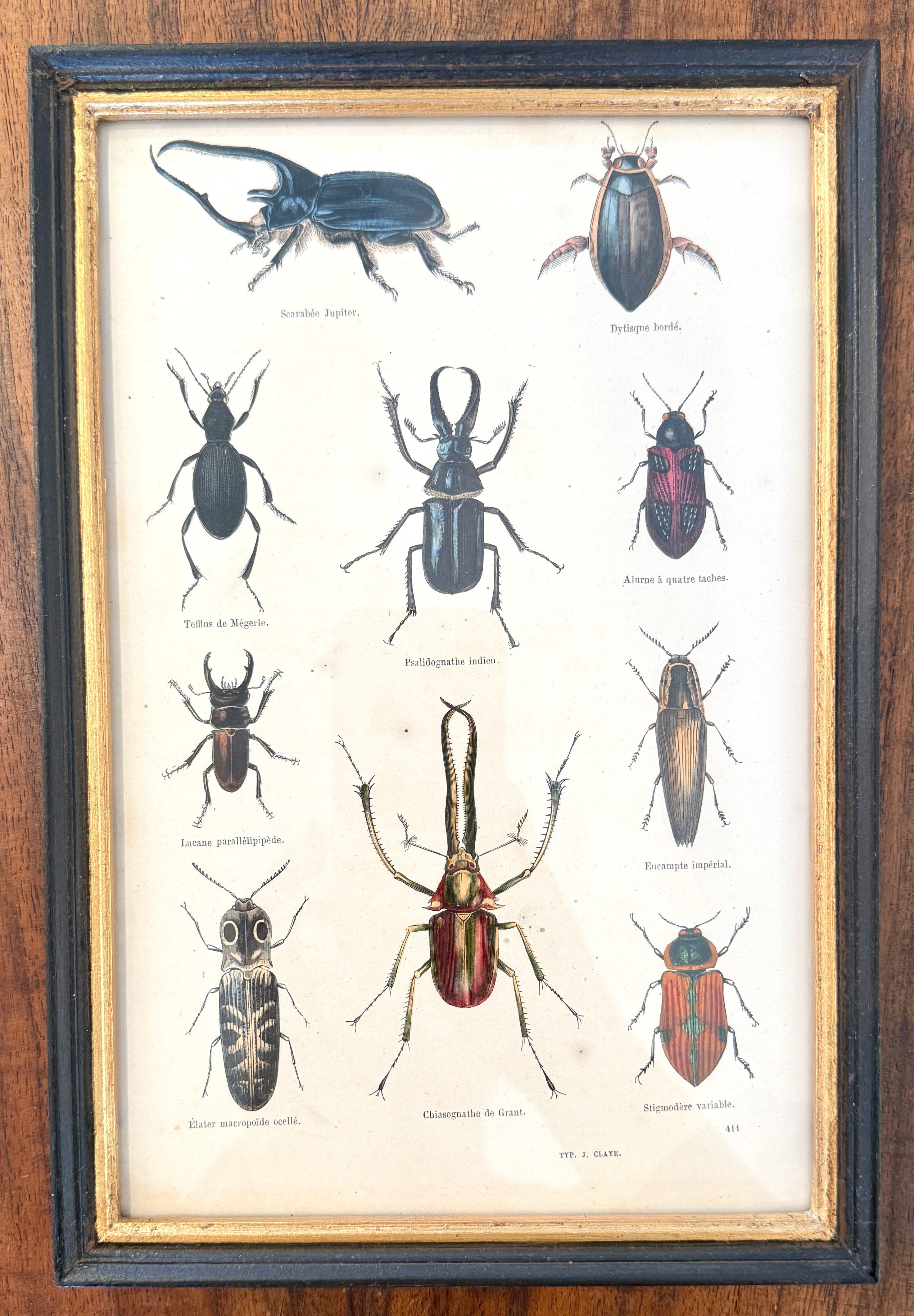 Antique French Botanical Print Original Hand-Enhanced Engraving