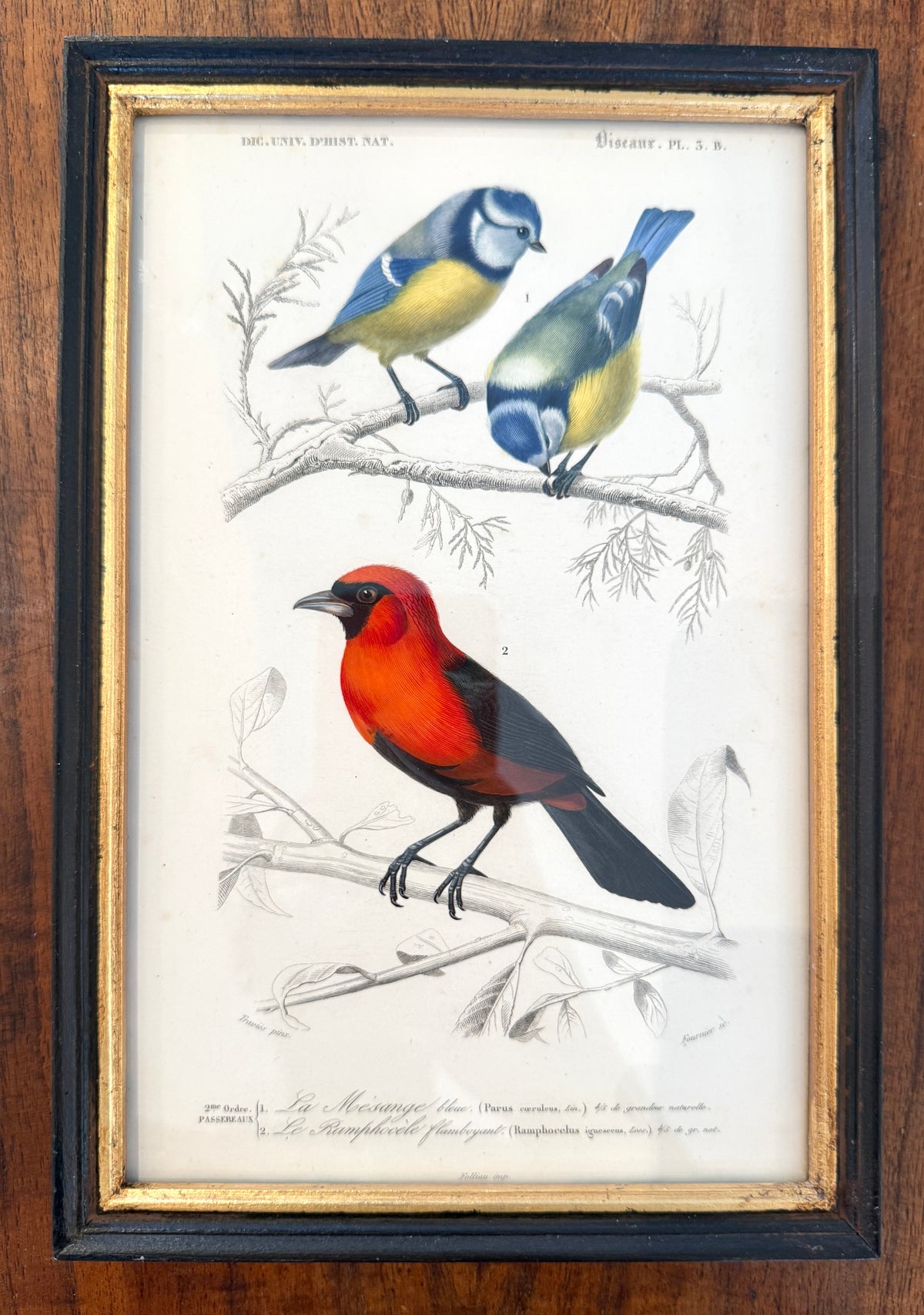 Antique French Botanical Print Original Hand-Enhanced Engraving