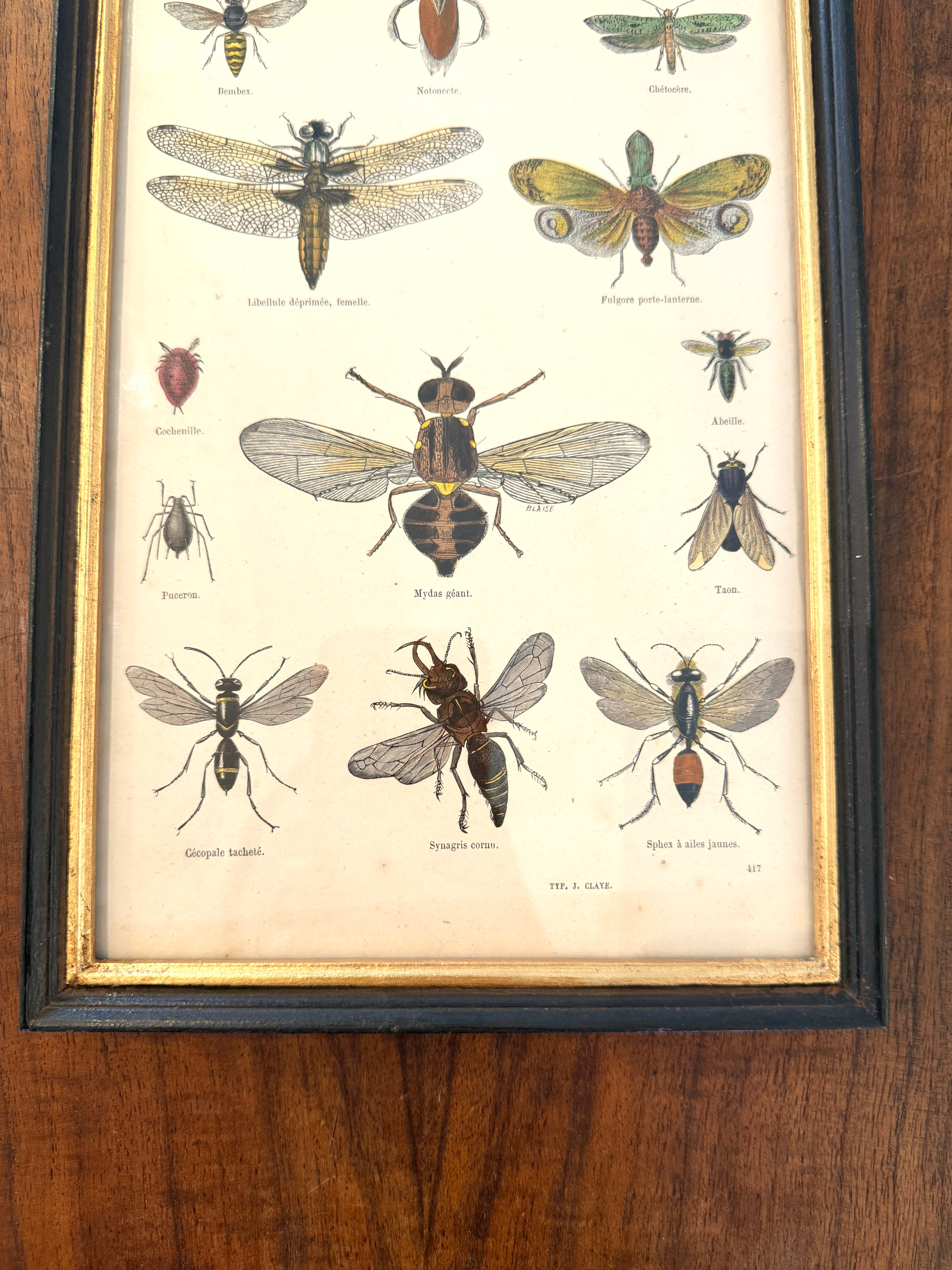 Antique French Botanical Print Original Hand-Enhanced Engraving