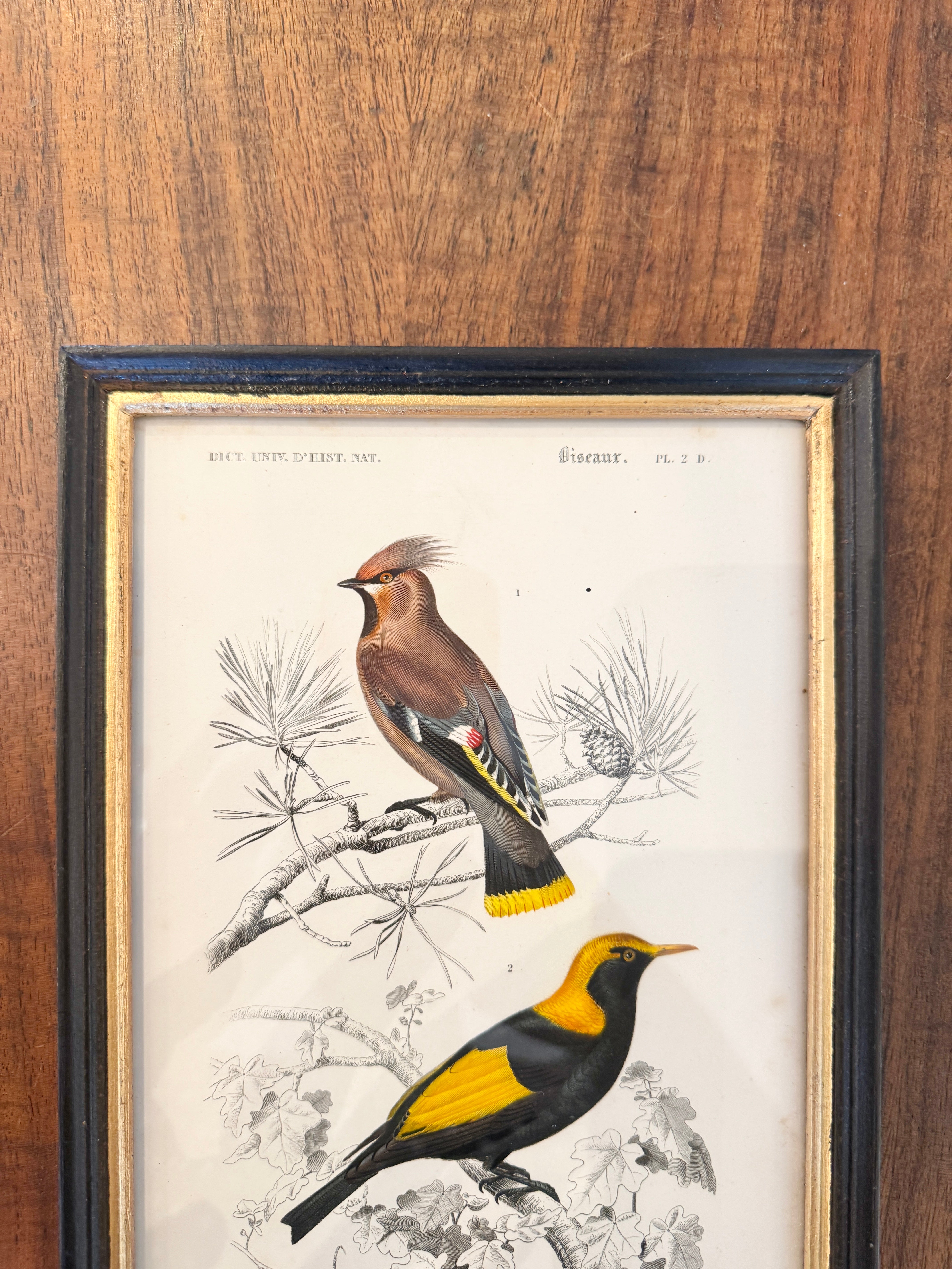 Antique French Botanical Print Original Hand-Enhanced Engraving