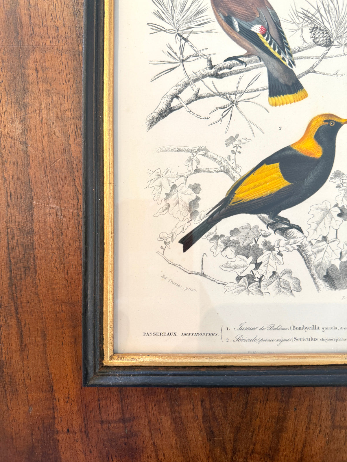 Antique French Botanical Print Original Hand-Enhanced Engraving