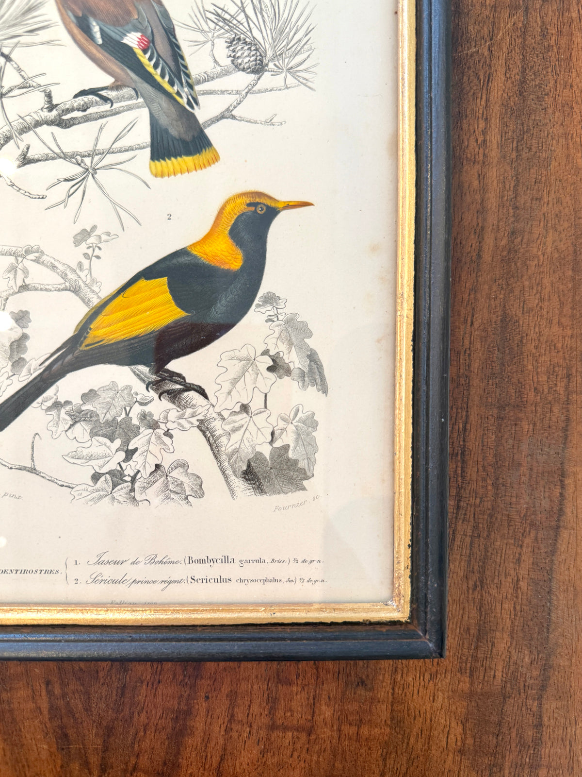 Antique French Botanical Print Original Hand-Enhanced Engraving