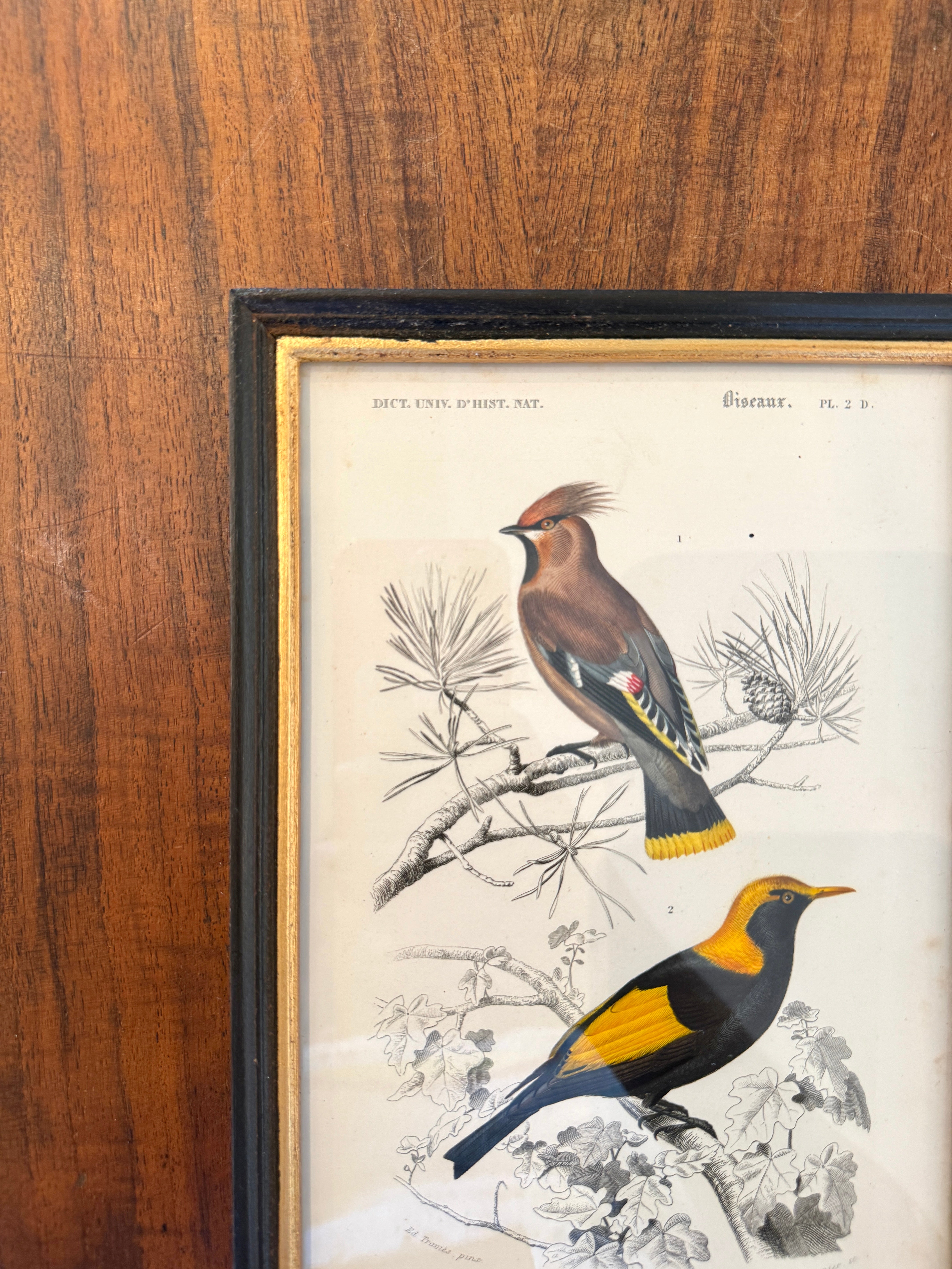 Antique French Botanical Print Original Hand-Enhanced Engraving