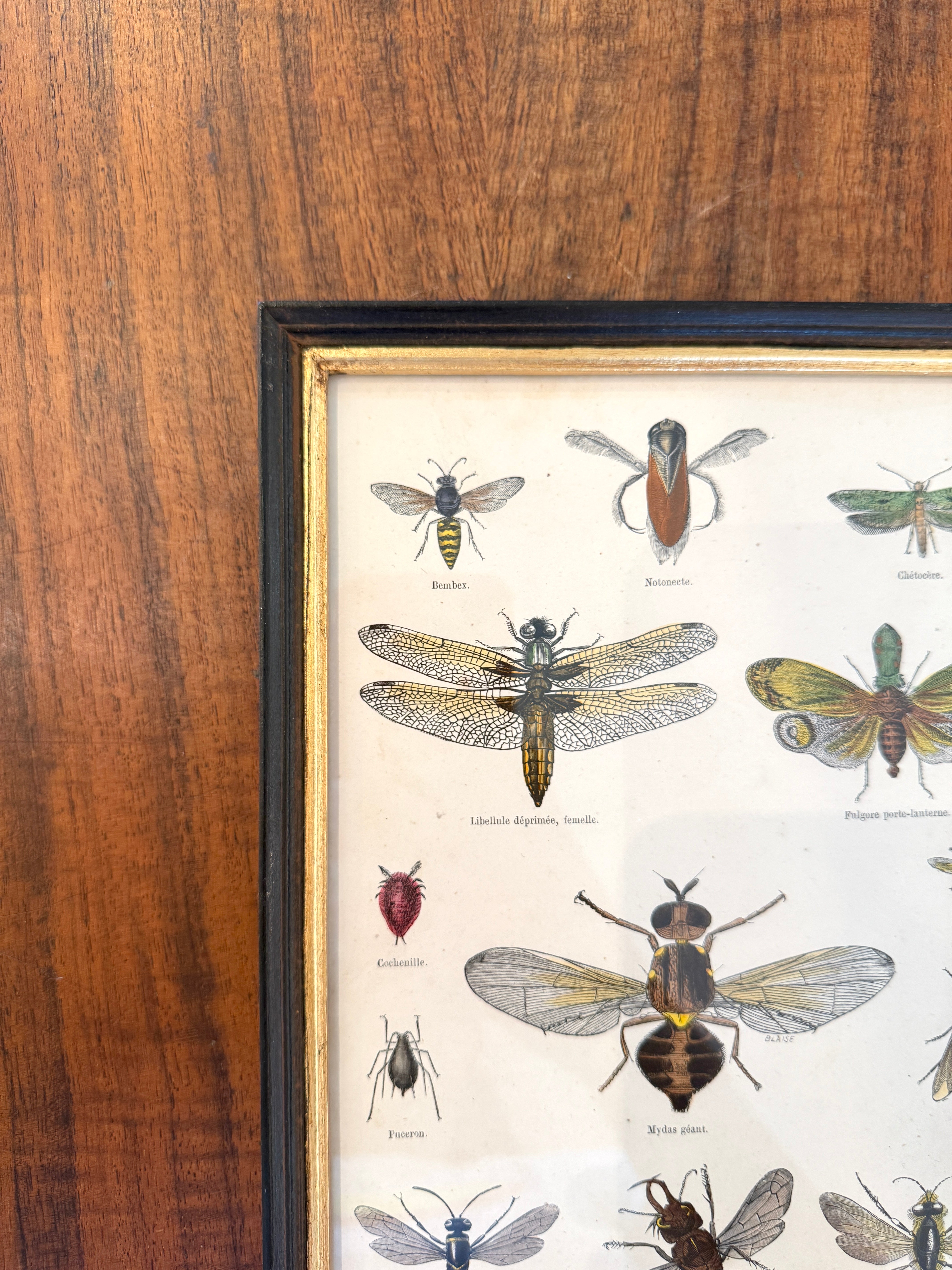 Antique French Botanical Print Original Hand-Enhanced Engraving