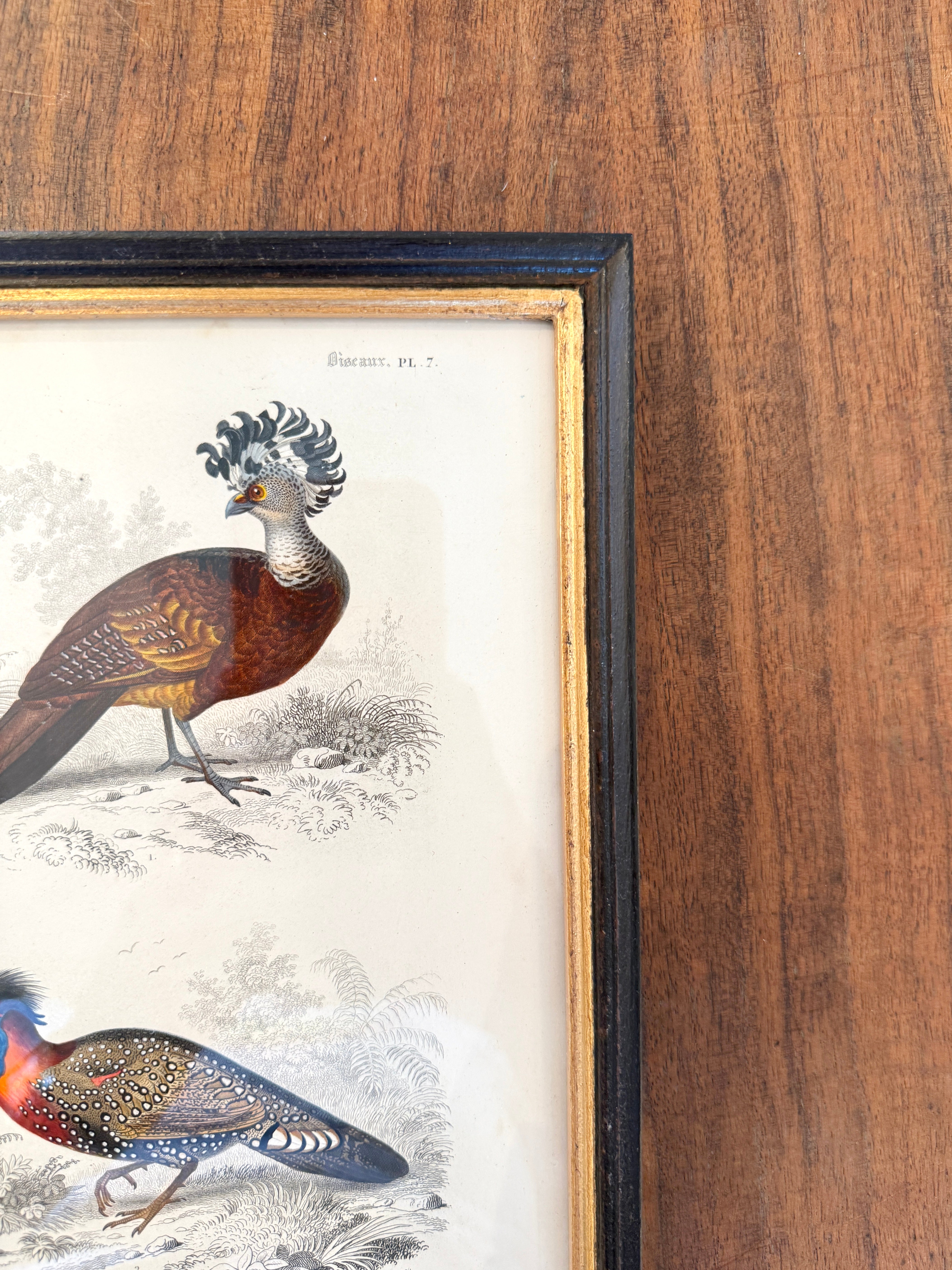 Antique French Botanical Print Original Hand-Enhanced Engraving