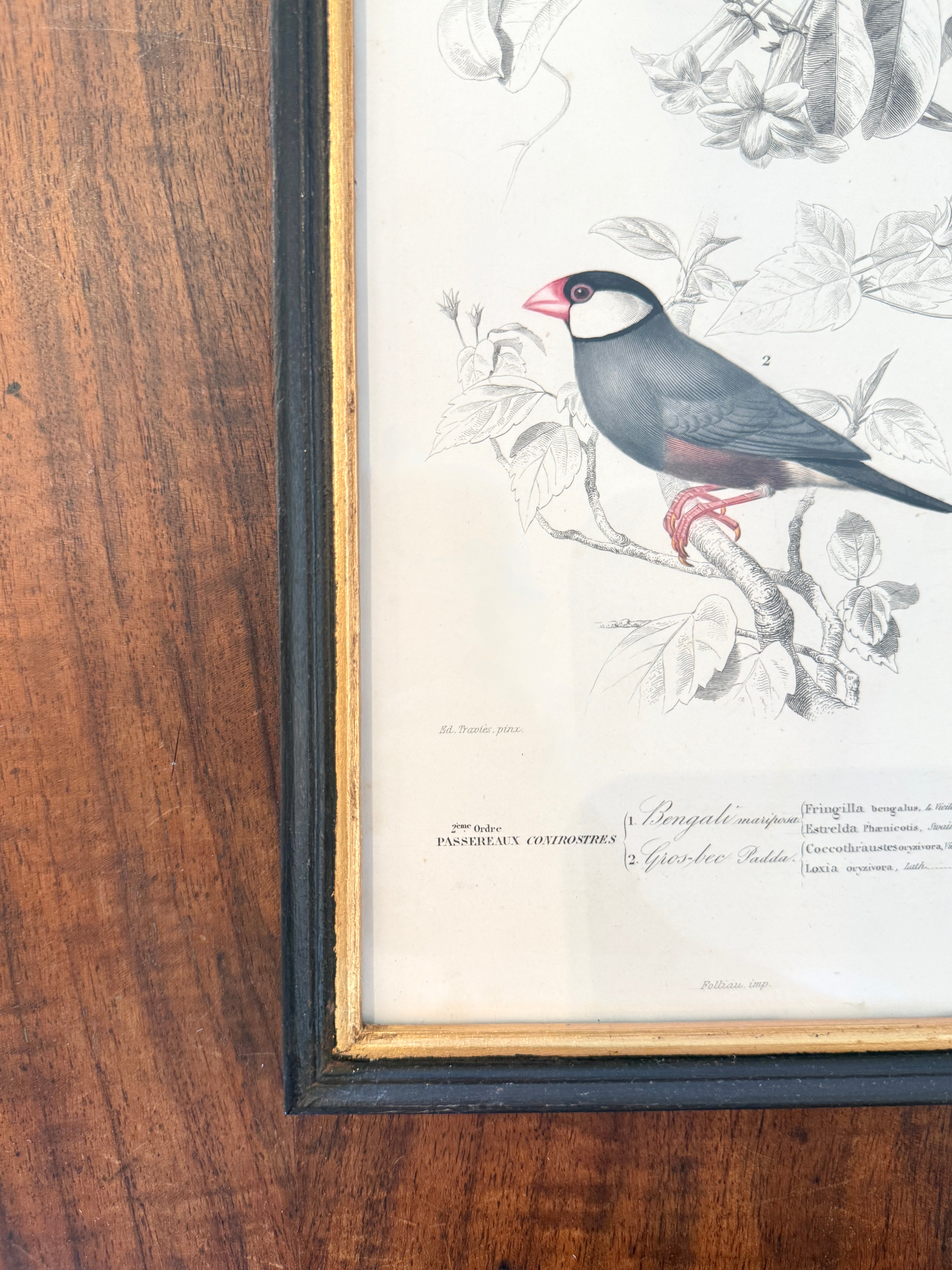 Antique French Botanical Print Original Hand-Enhanced Engraving