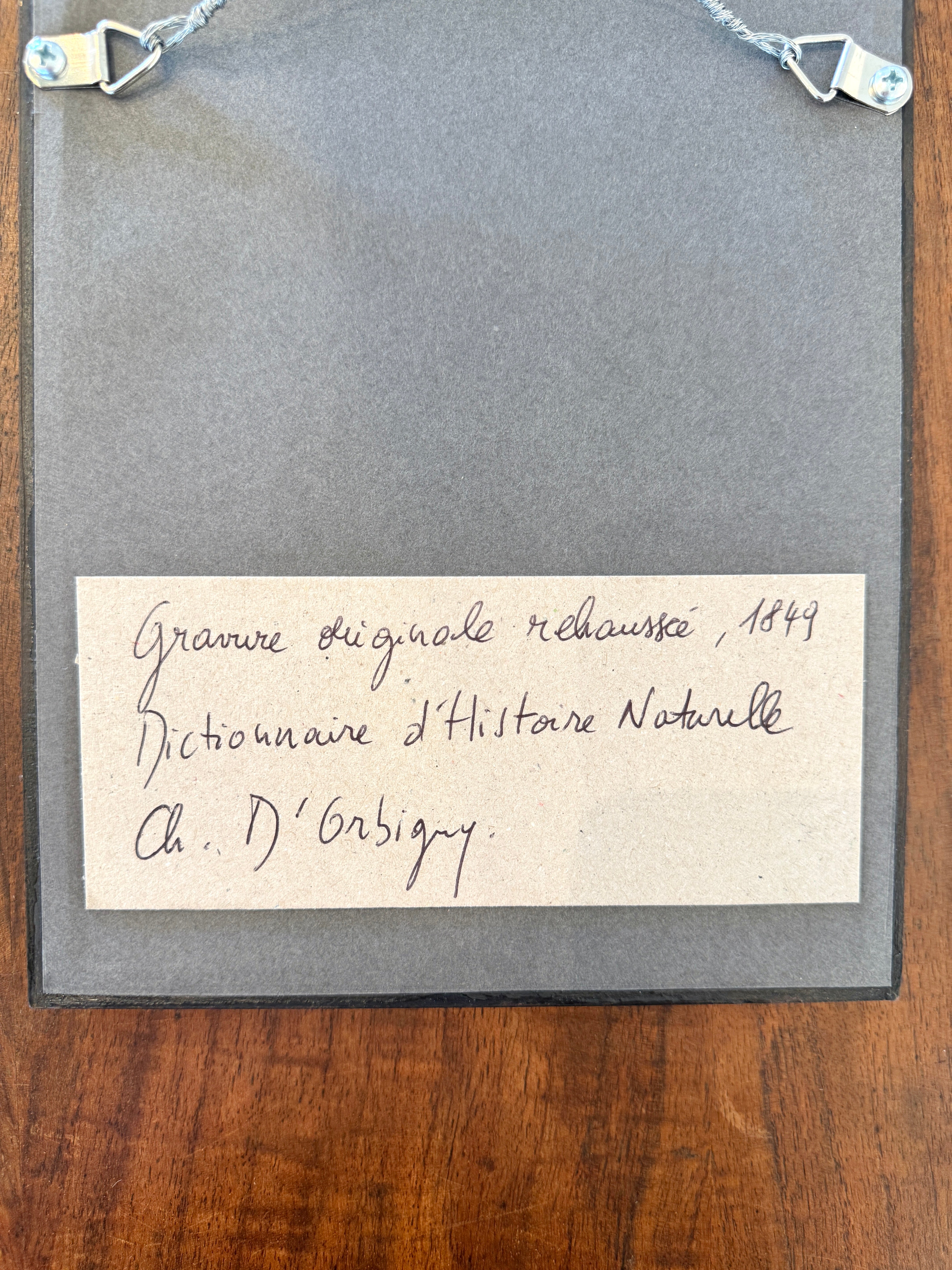 Antique French Botanical Print Original Hand-Enhanced Engraving