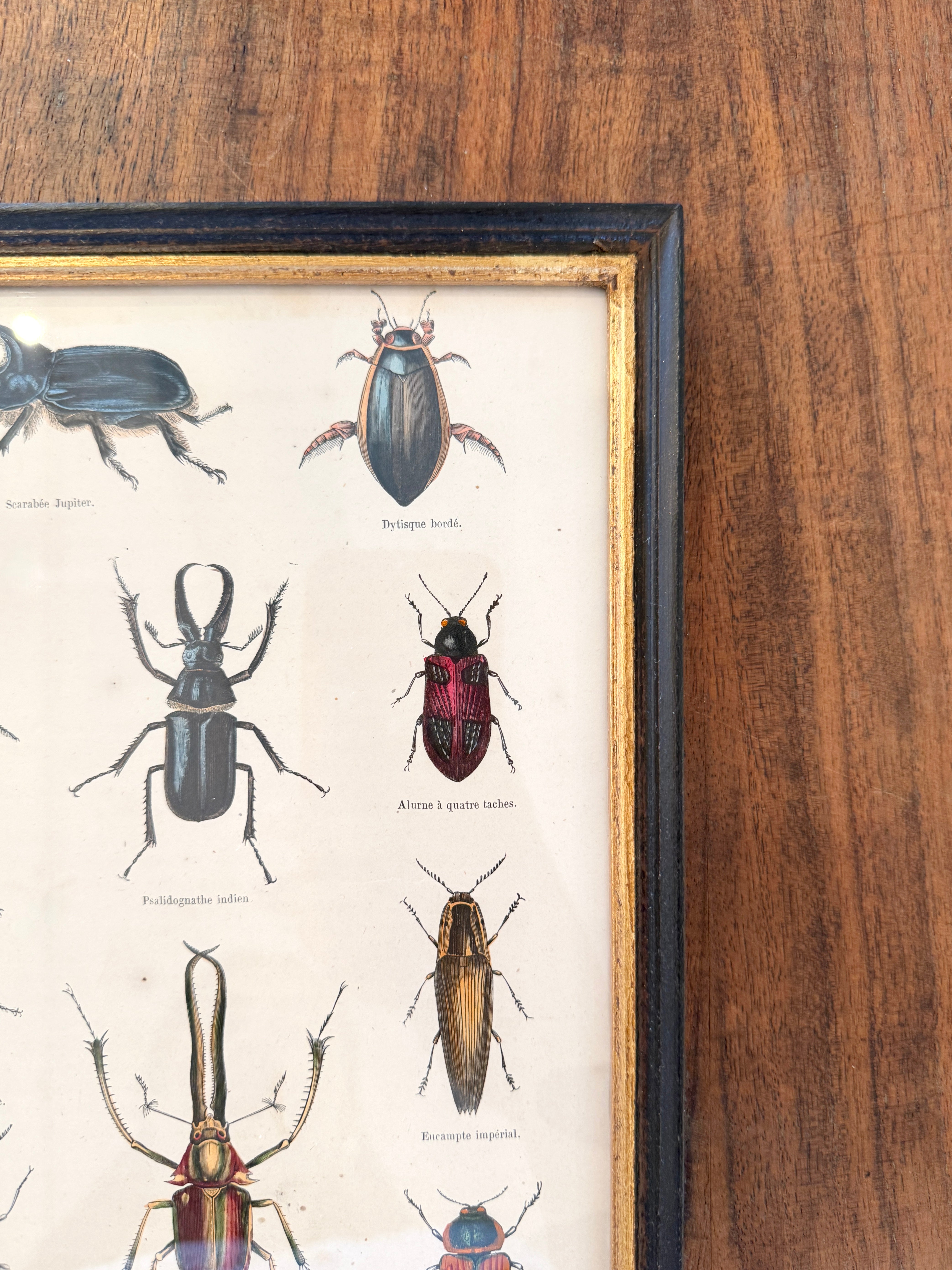 Antique French Botanical Print Original Hand-Enhanced Engraving