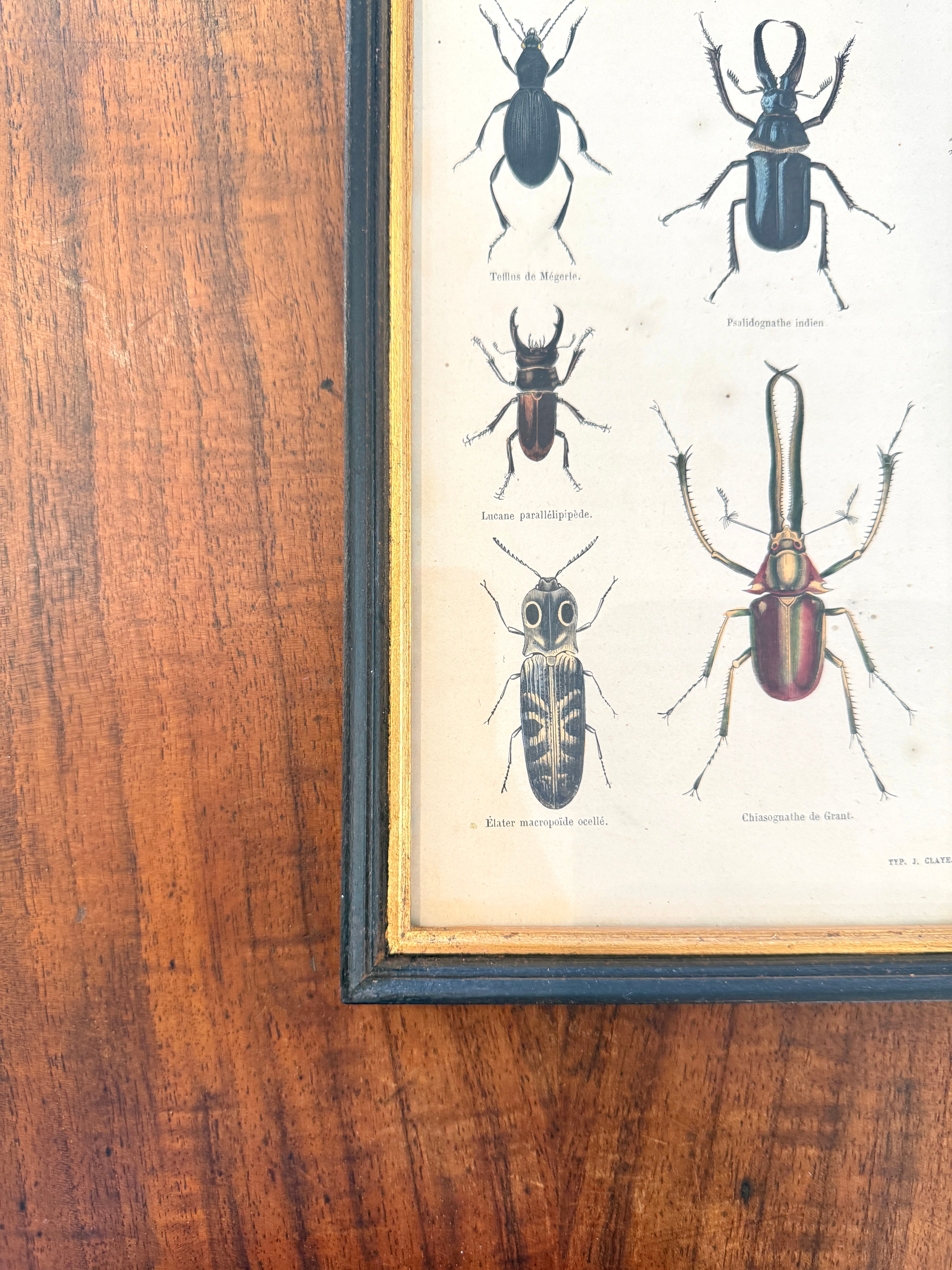 Antique French Botanical Print Original Hand-Enhanced Engraving