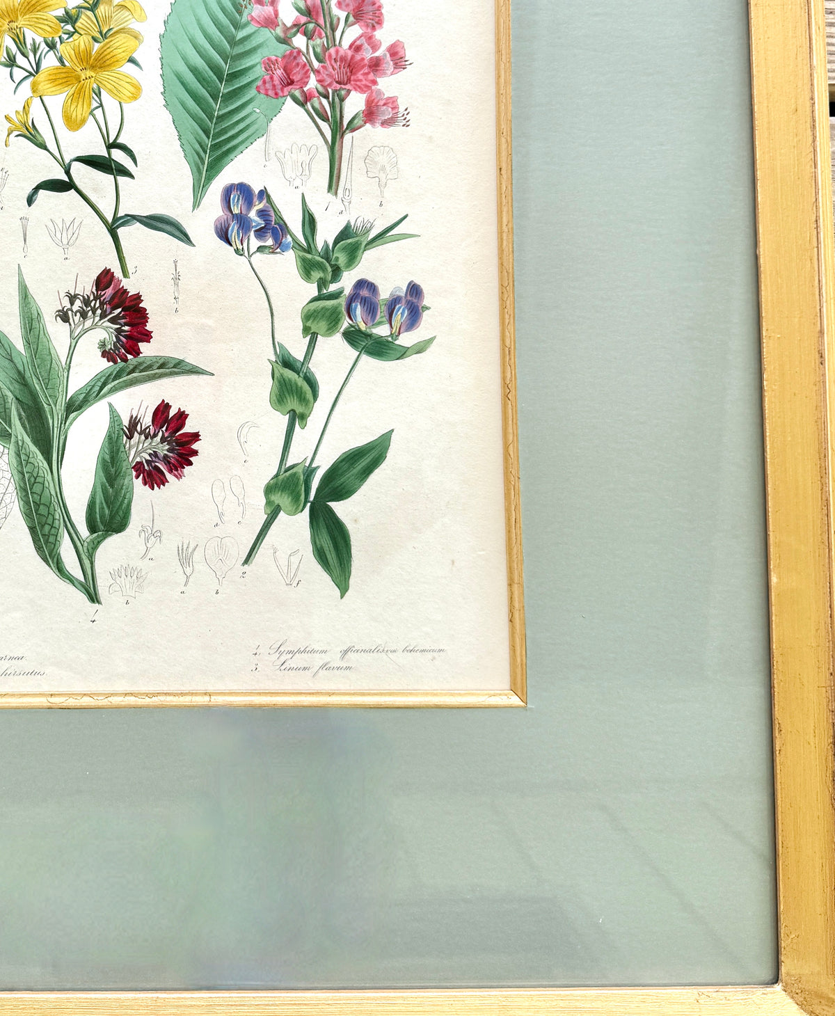 Antique French Hand-Colored Botanical Print "British Flower garden"