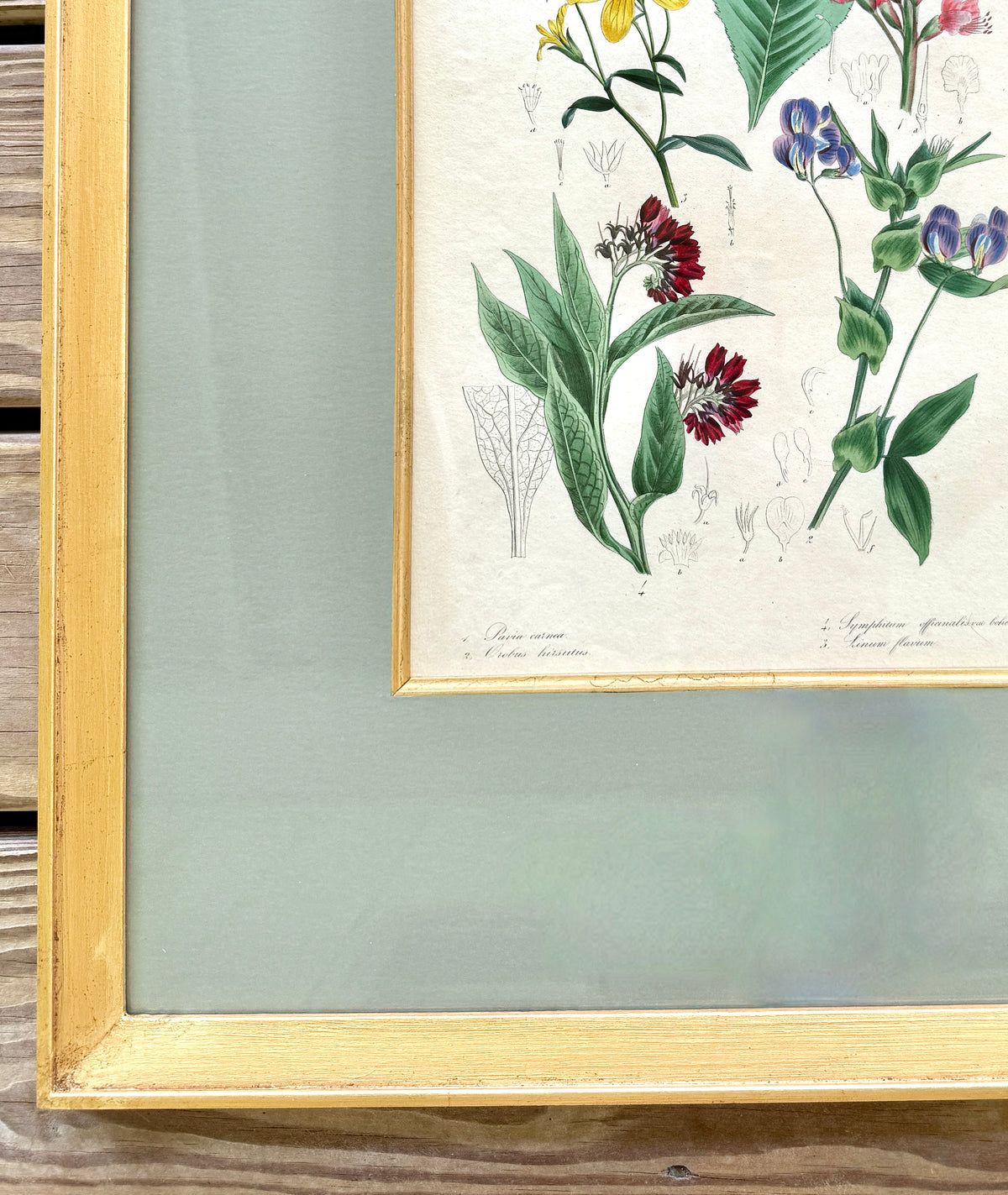 Antique French Hand-Colored Botanical Print "British Flower garden"
