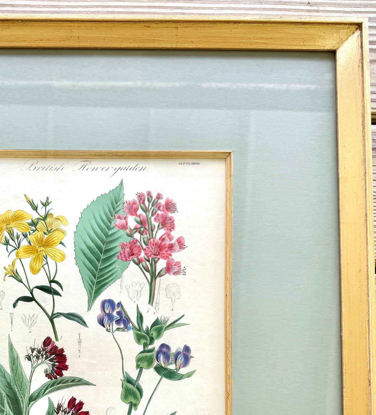 Antique French Hand-Colored Botanical Print "British Flower garden"
