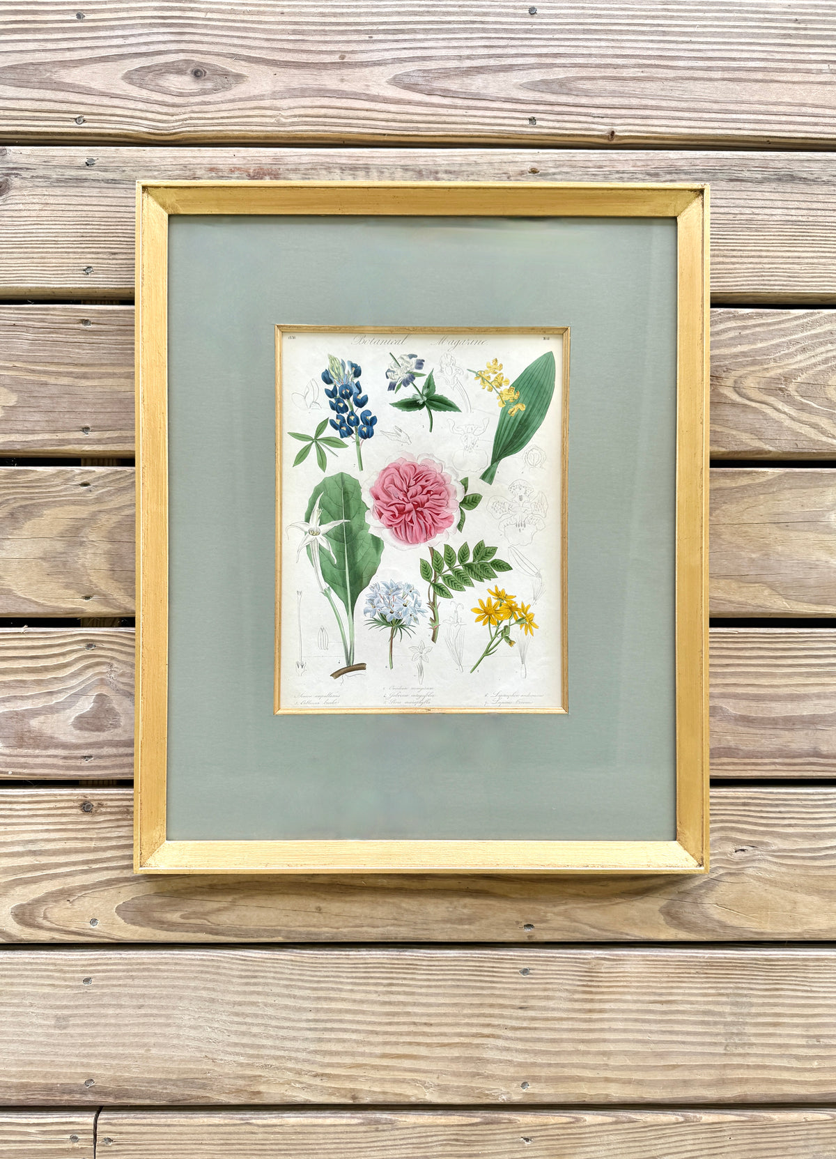 Antique French Hand-Colored Botanical Print "Botanical Magazine"