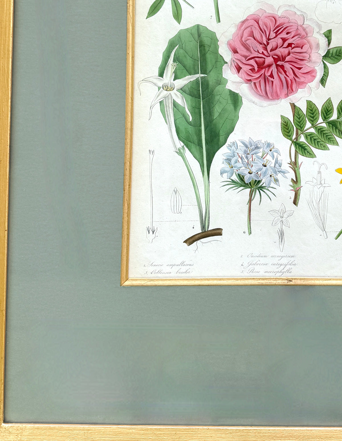 Antique French Hand-Colored Botanical Print "Botanical Magazine"