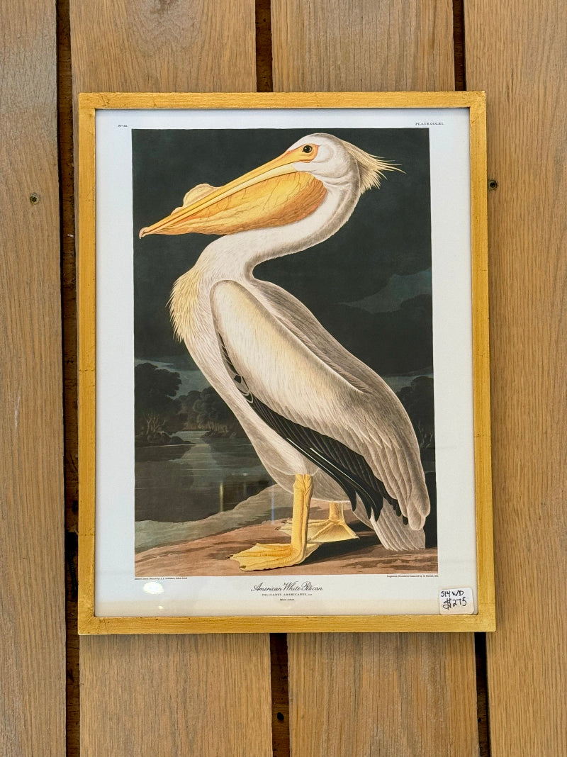 Danish Art Print, American White Pelican
