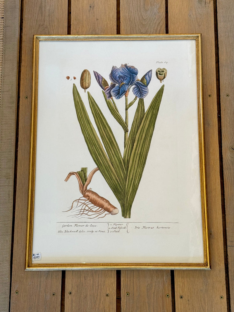 Danish Botanical Print, Iris
